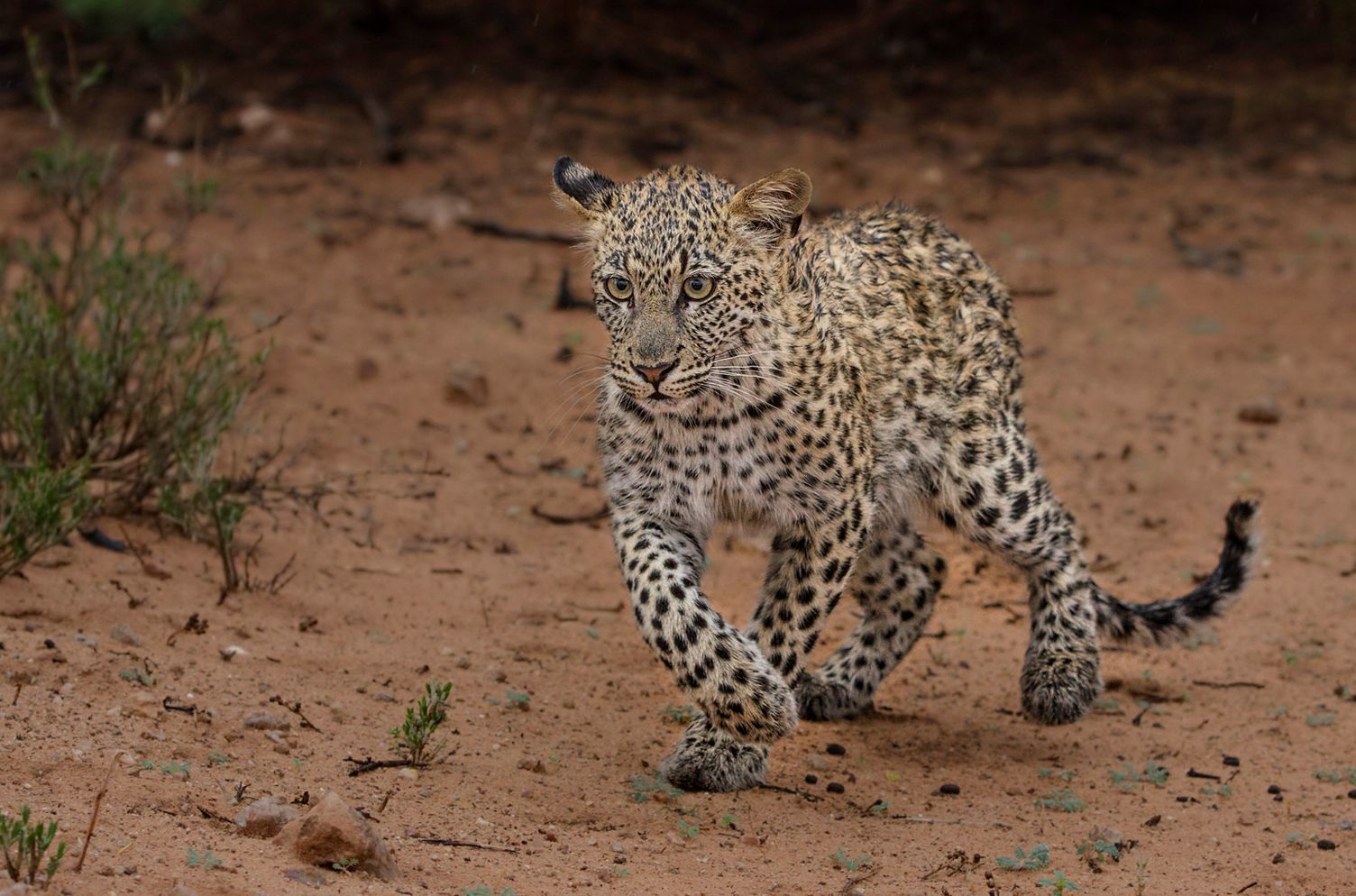 Big cats of Africa - a lion, Lioness, Lion cubs, Cheetah, Leopard, Big cats, Small cats, Cat family, , Wild animals, Predatory animals, wildlife, Young, Africa, Reserves and sanctuaries, The photo, Text, Longpost