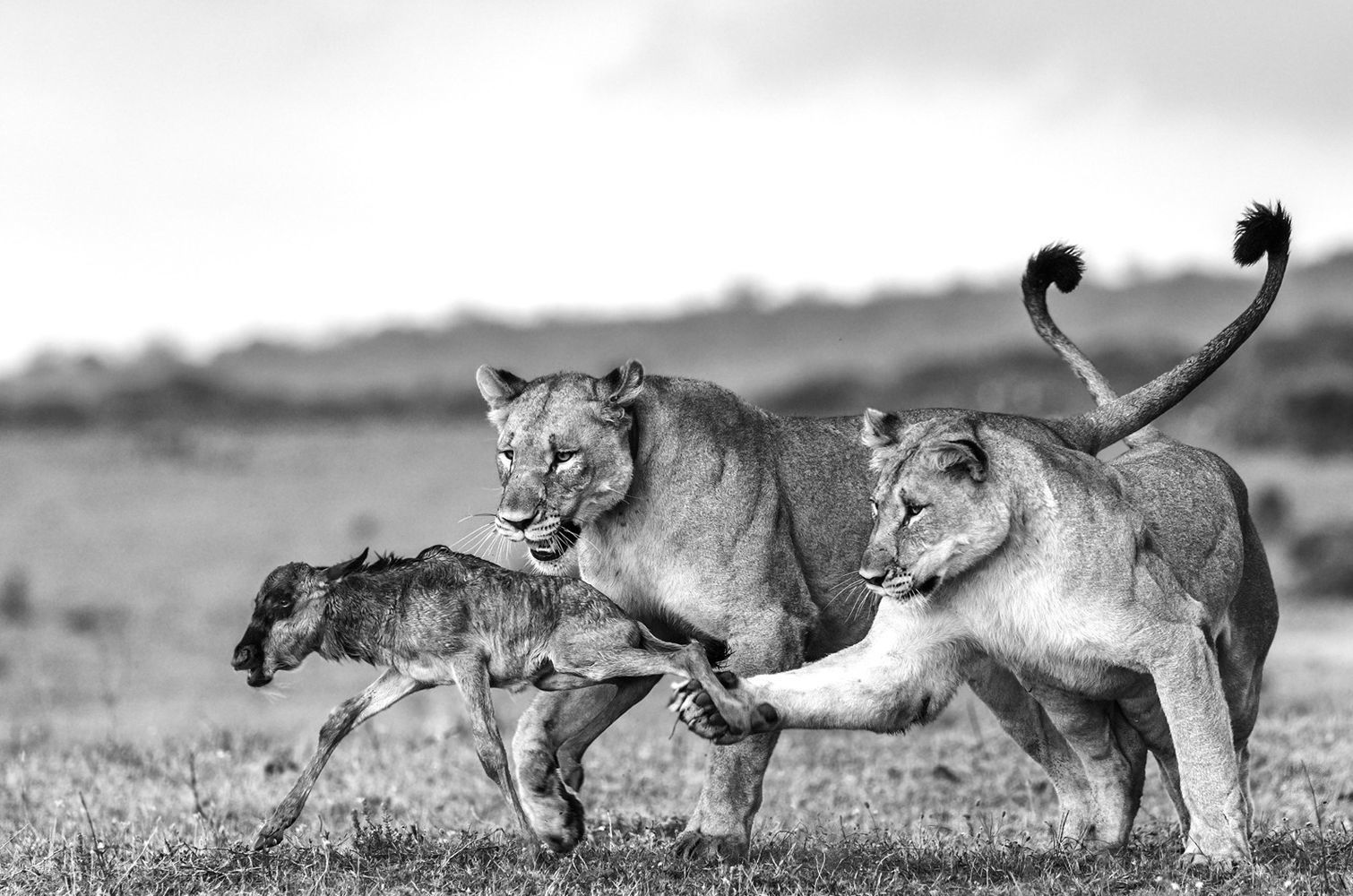 Big cats of Africa - a lion, Lioness, Lion cubs, Cheetah, Leopard, Big cats, Small cats, Cat family, , Wild animals, Predatory animals, wildlife, Young, Africa, Reserves and sanctuaries, The photo, Text, Longpost