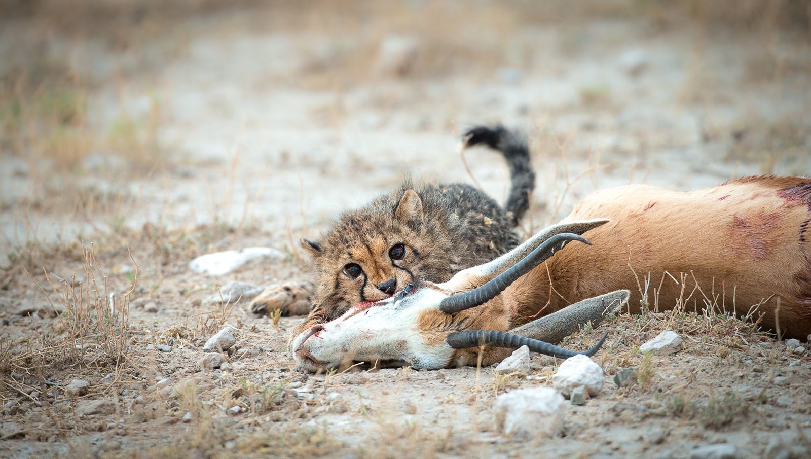 Big cats of Africa - a lion, Lioness, Lion cubs, Cheetah, Leopard, Big cats, Small cats, Cat family, , Wild animals, Predatory animals, wildlife, Young, Africa, Reserves and sanctuaries, The photo, Text, Longpost