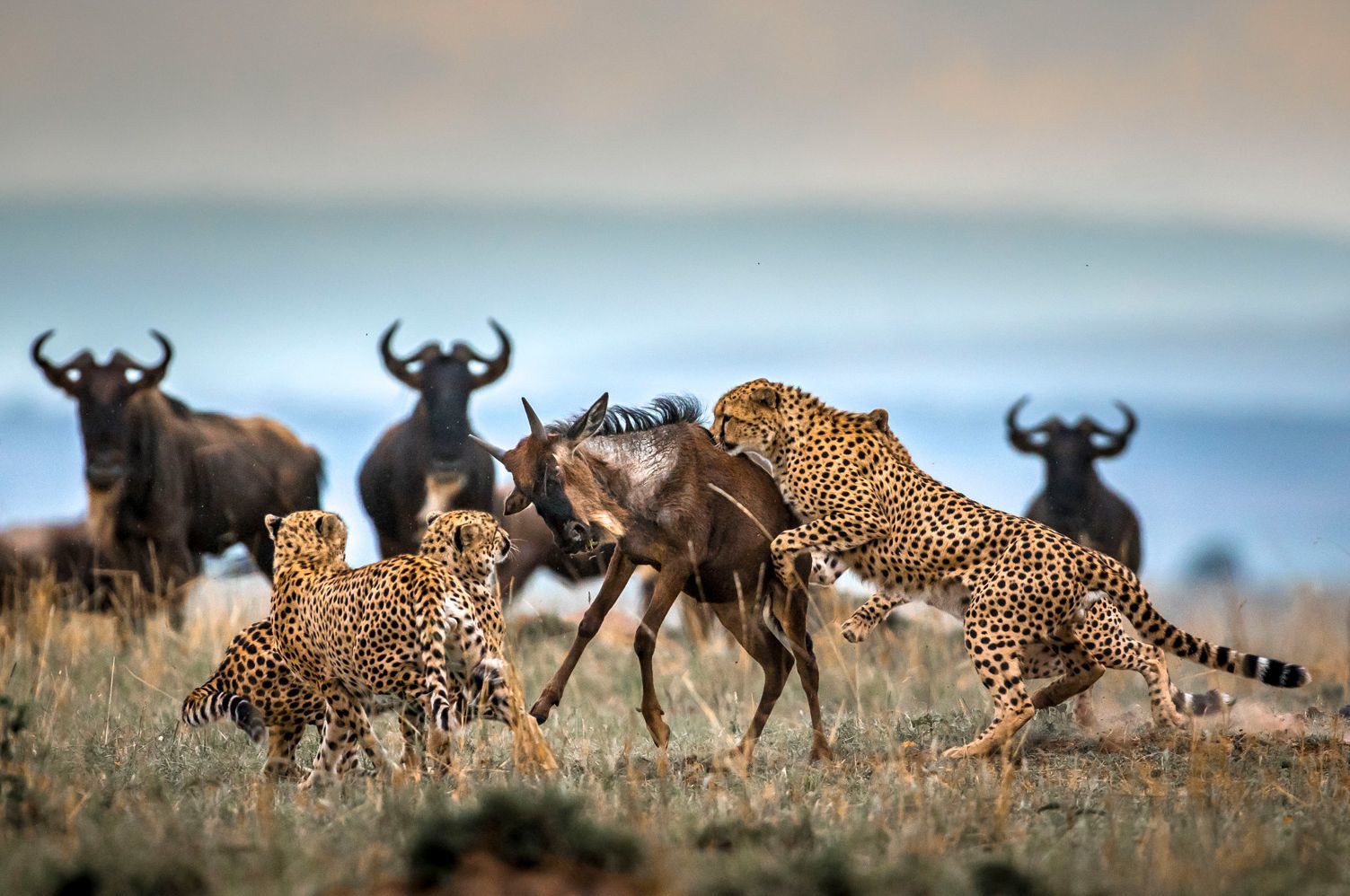 Big cats of Africa - a lion, Lioness, Lion cubs, Cheetah, Leopard, Big cats, Small cats, Cat family, , Wild animals, Predatory animals, wildlife, Young, Africa, Reserves and sanctuaries, The photo, Text, Longpost