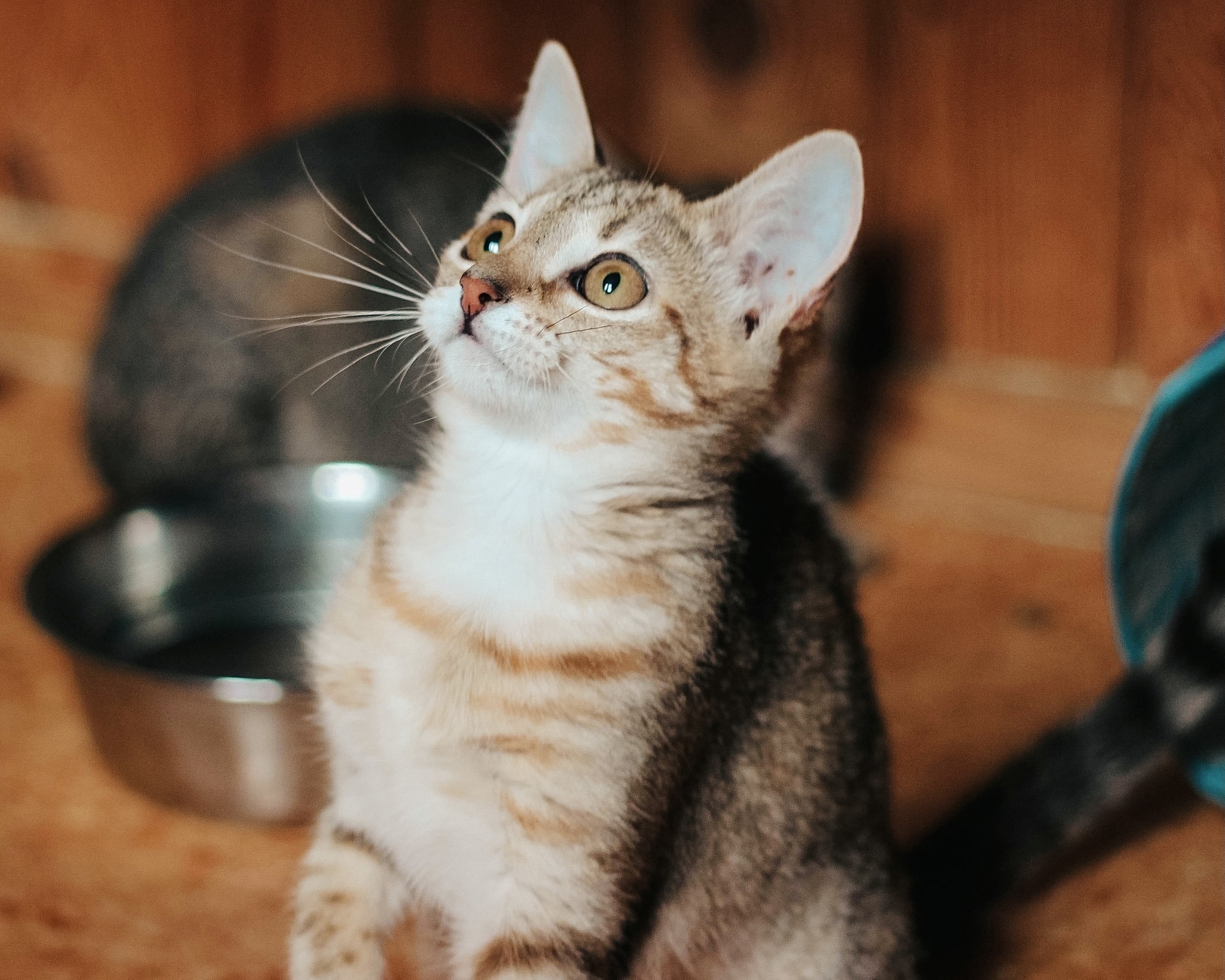 Love works wonders! - My, In good hands, Help, No rating, Kittens, Shelter Rzhevka, Saint Petersburg, Fluffy, Longpost, cat