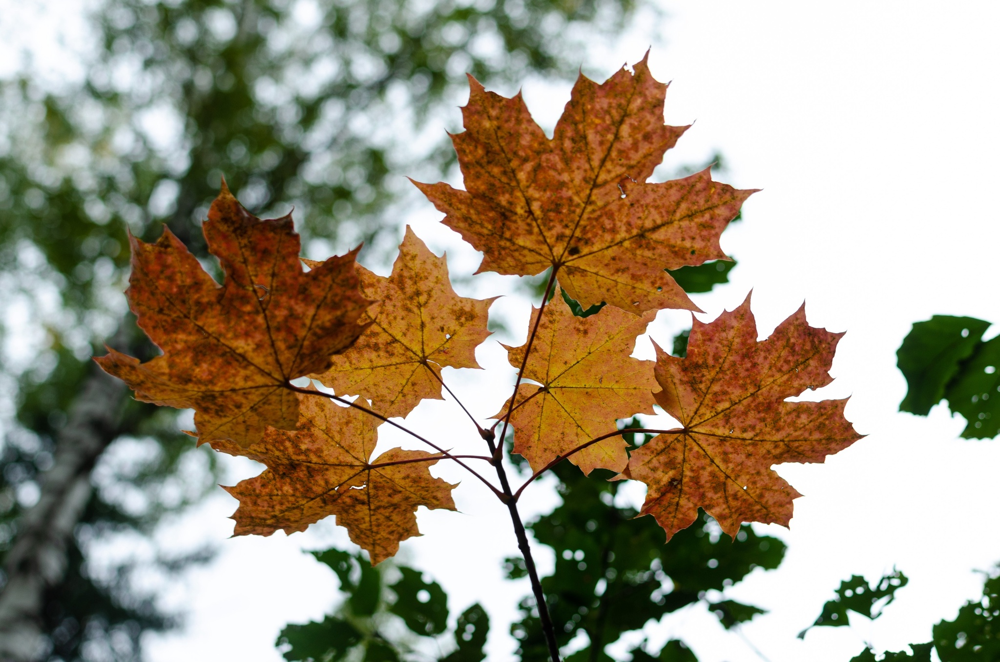 autumn maple leaf - My, Autumn, Sheet, Maple
