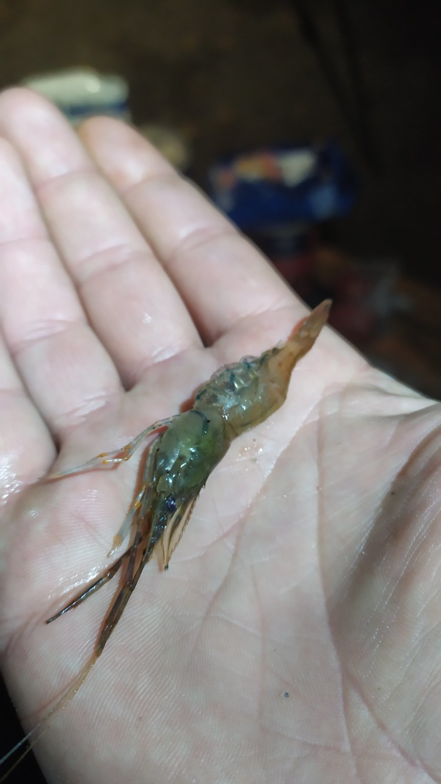 Belarusian shrimps, really Belarusian - My, Fishing, Republic of Belarus, Shrimps, Nature, Longpost