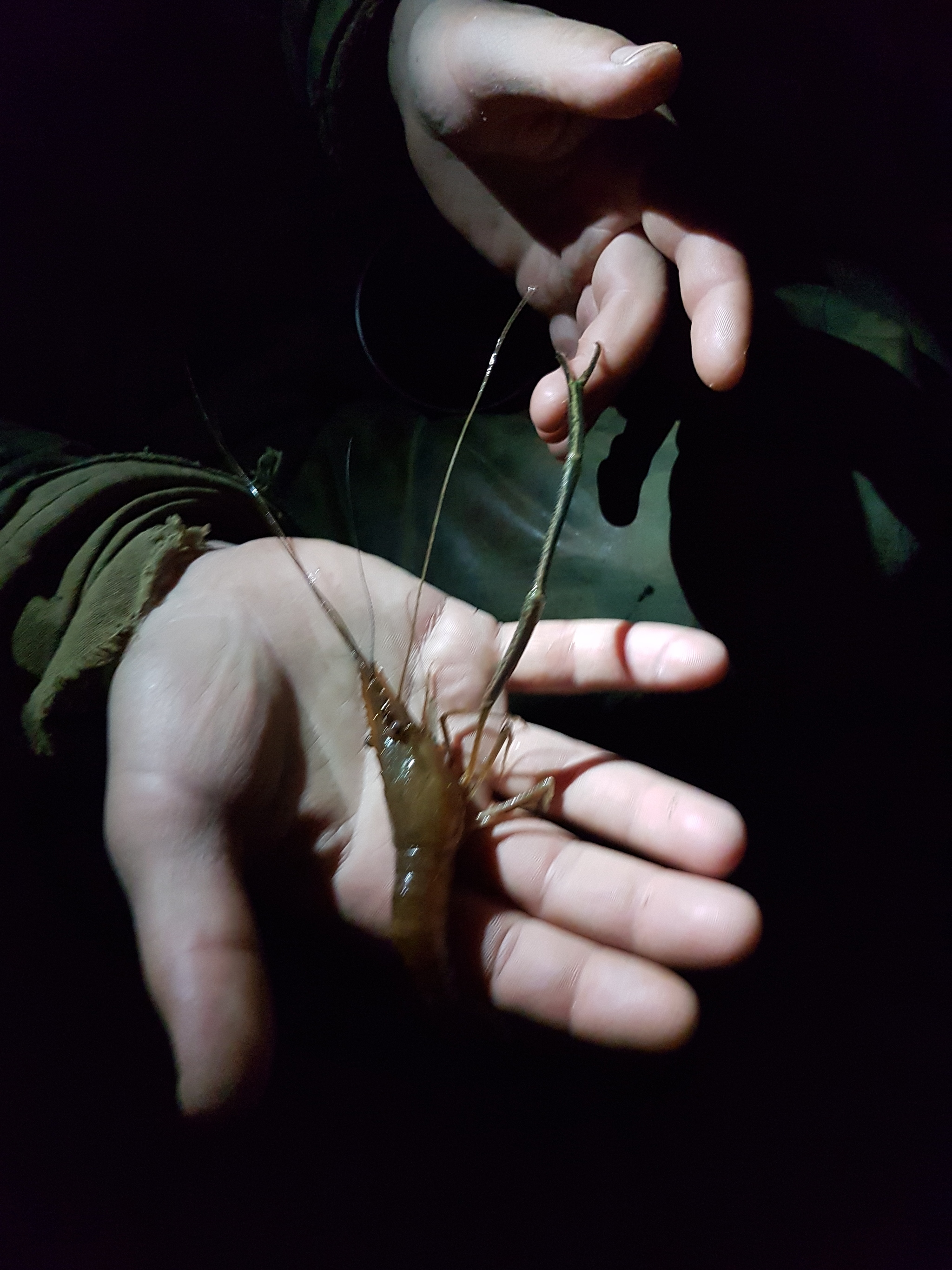 Belarusian shrimps, really Belarusian - My, Fishing, Republic of Belarus, Shrimps, Nature, Longpost