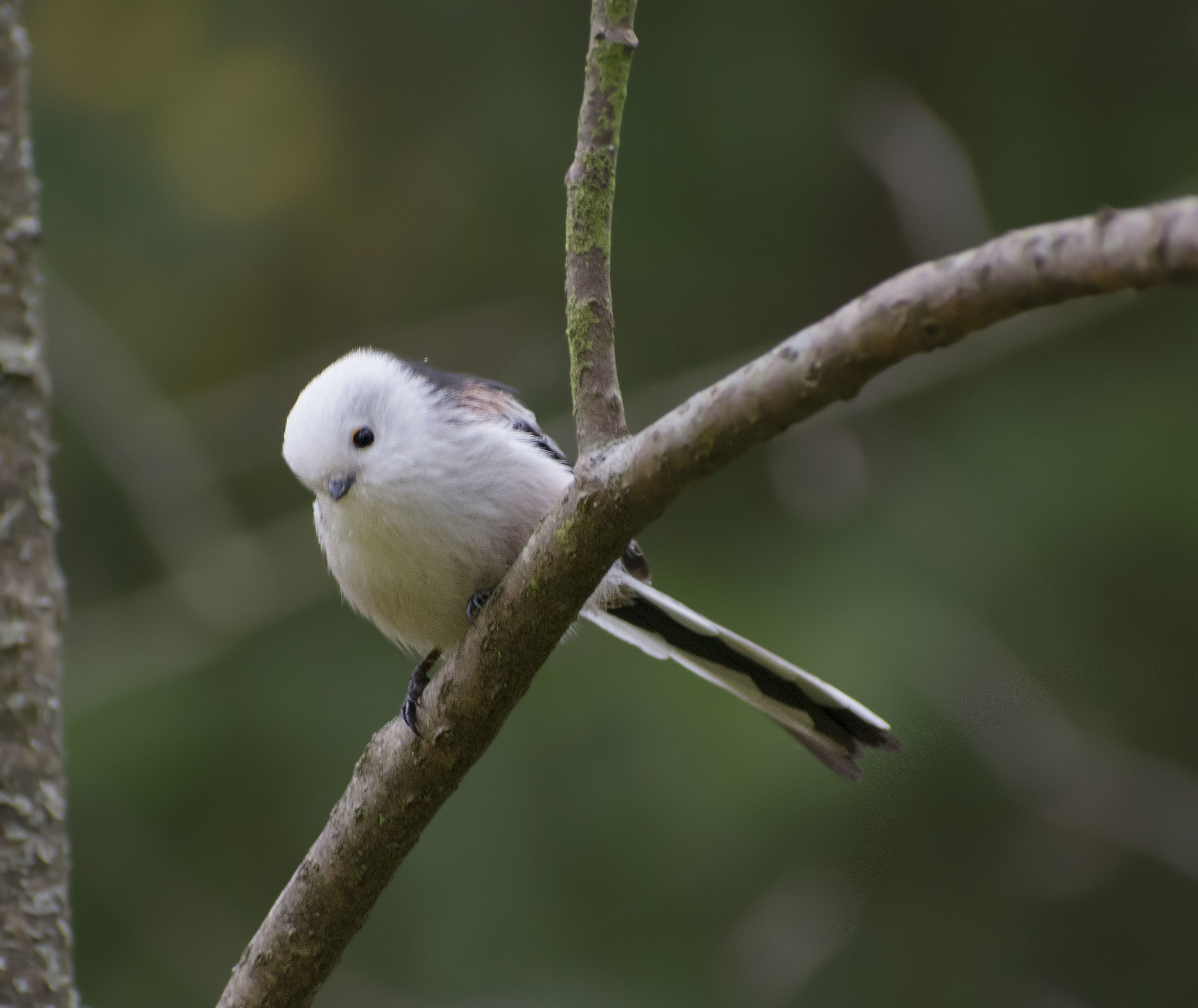 Gray shrike and all-all-all - My, October, Birds, Nature, The nature of Russia, Walk, On foot, Hobby, Photo hunting, , Autumn, Schelkovo, Klyazma, Forest, Video, Longpost