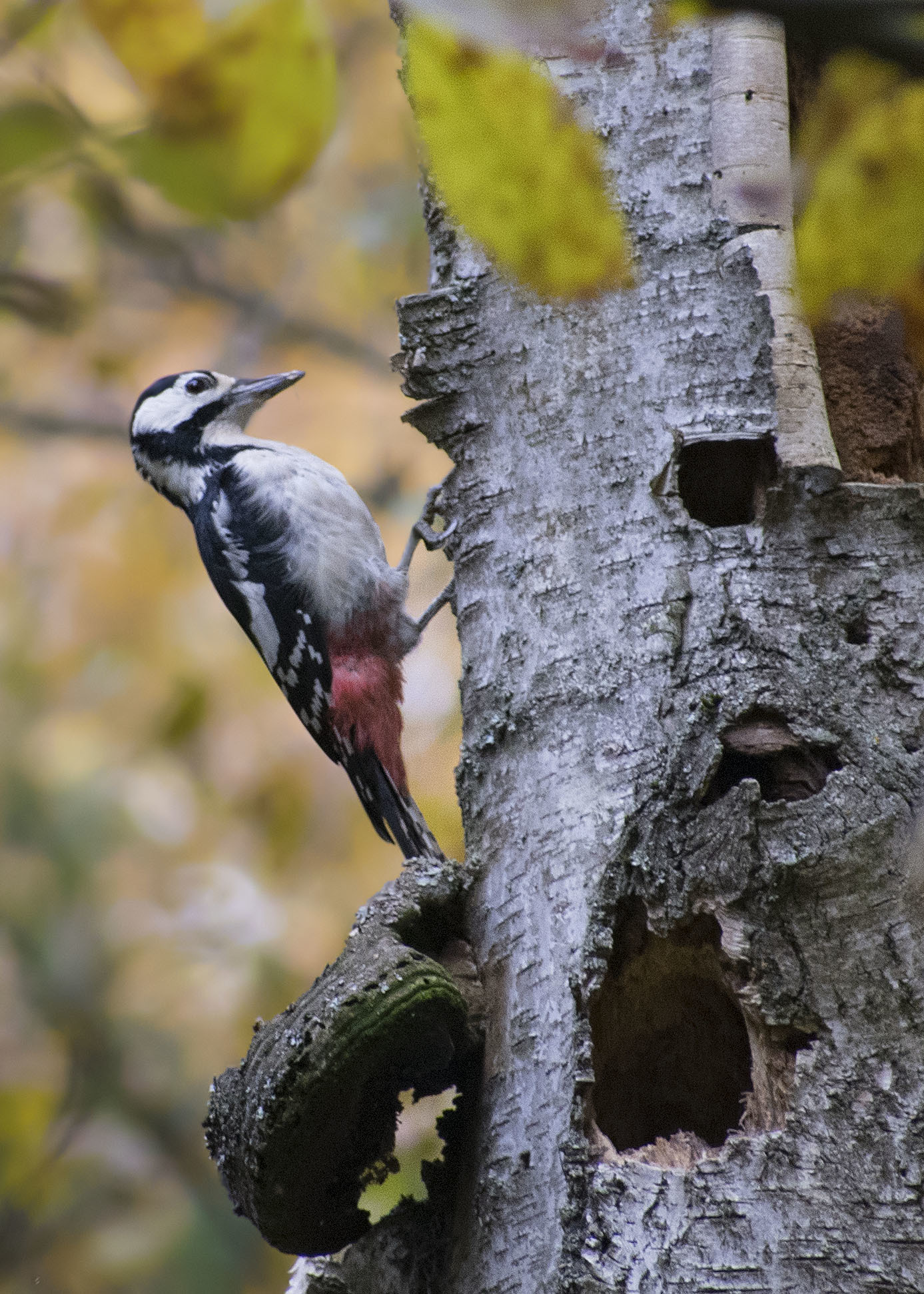 Gray shrike and all-all-all - My, October, Birds, Nature, The nature of Russia, Walk, On foot, Hobby, Photo hunting, , Autumn, Schelkovo, Klyazma, Forest, Video, Longpost