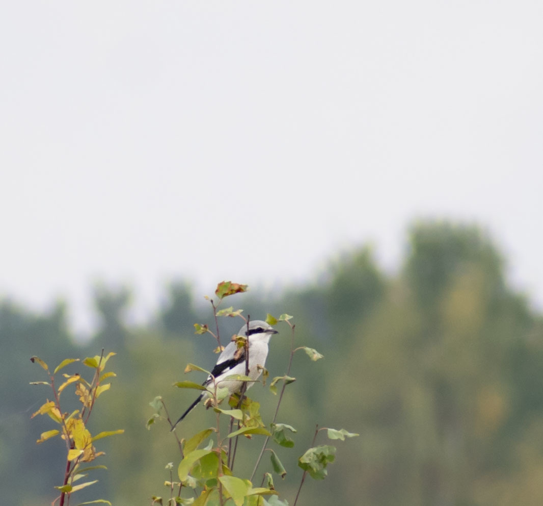 Gray shrike and all-all-all - My, October, Birds, Nature, The nature of Russia, Walk, On foot, Hobby, Photo hunting, , Autumn, Schelkovo, Klyazma, Forest, Video, Longpost