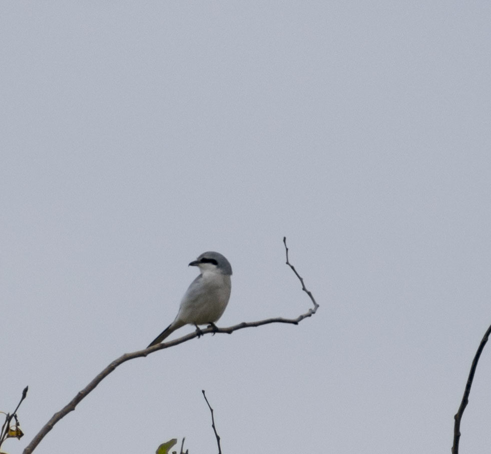 Gray shrike and all-all-all - My, October, Birds, Nature, The nature of Russia, Walk, On foot, Hobby, Photo hunting, , Autumn, Schelkovo, Klyazma, Forest, Video, Longpost