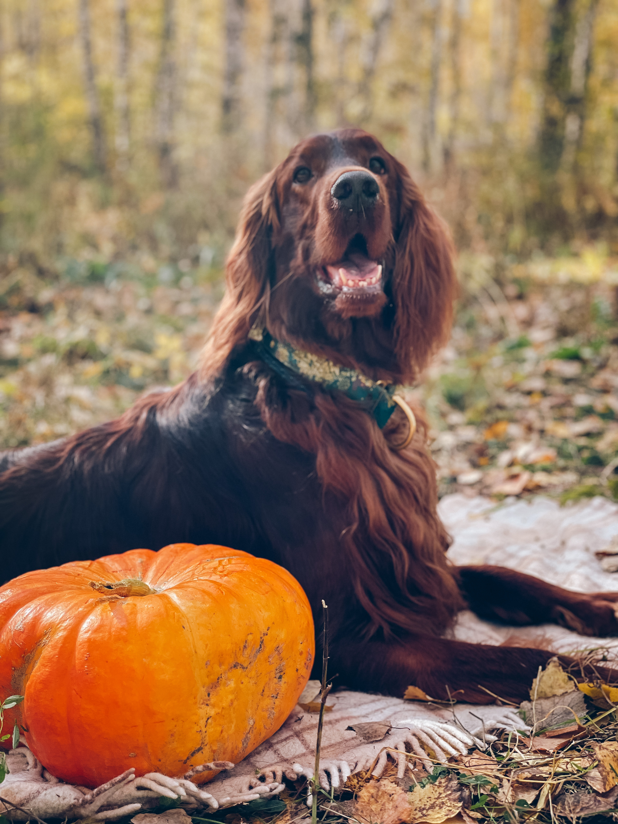 What is autumn without pumpkins?! - My, Irish Setter, Dog, Pets, Longpost