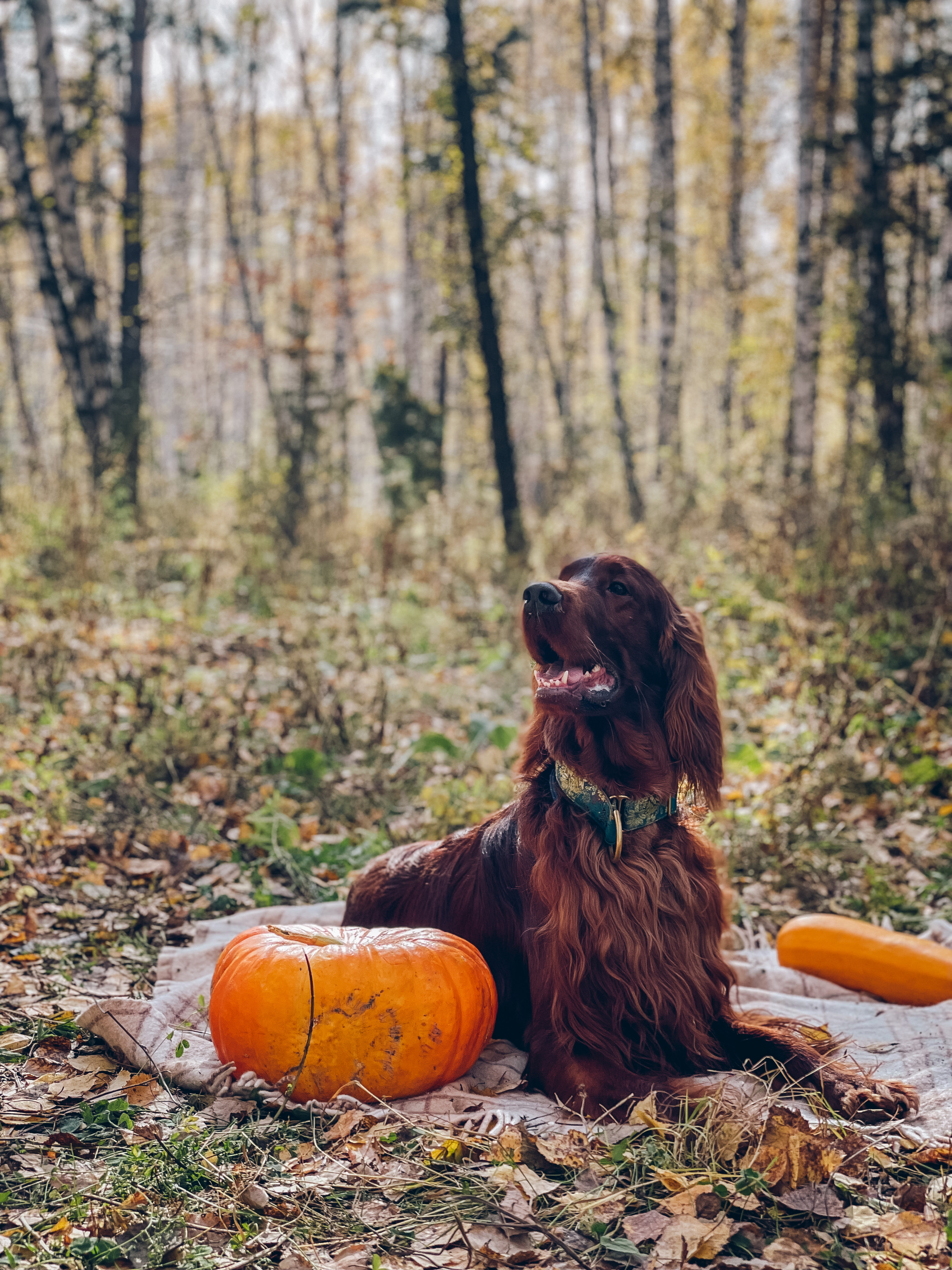 What is autumn without pumpkins?! - My, Irish Setter, Dog, Pets, Longpost