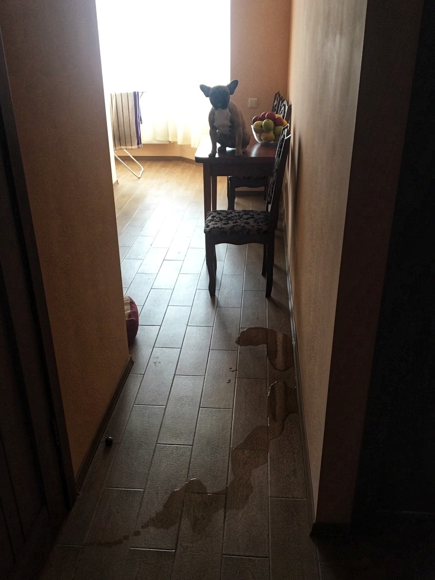 When you come home earlier than usual - My, French Bulldog, Surprise, Longpost, Dog