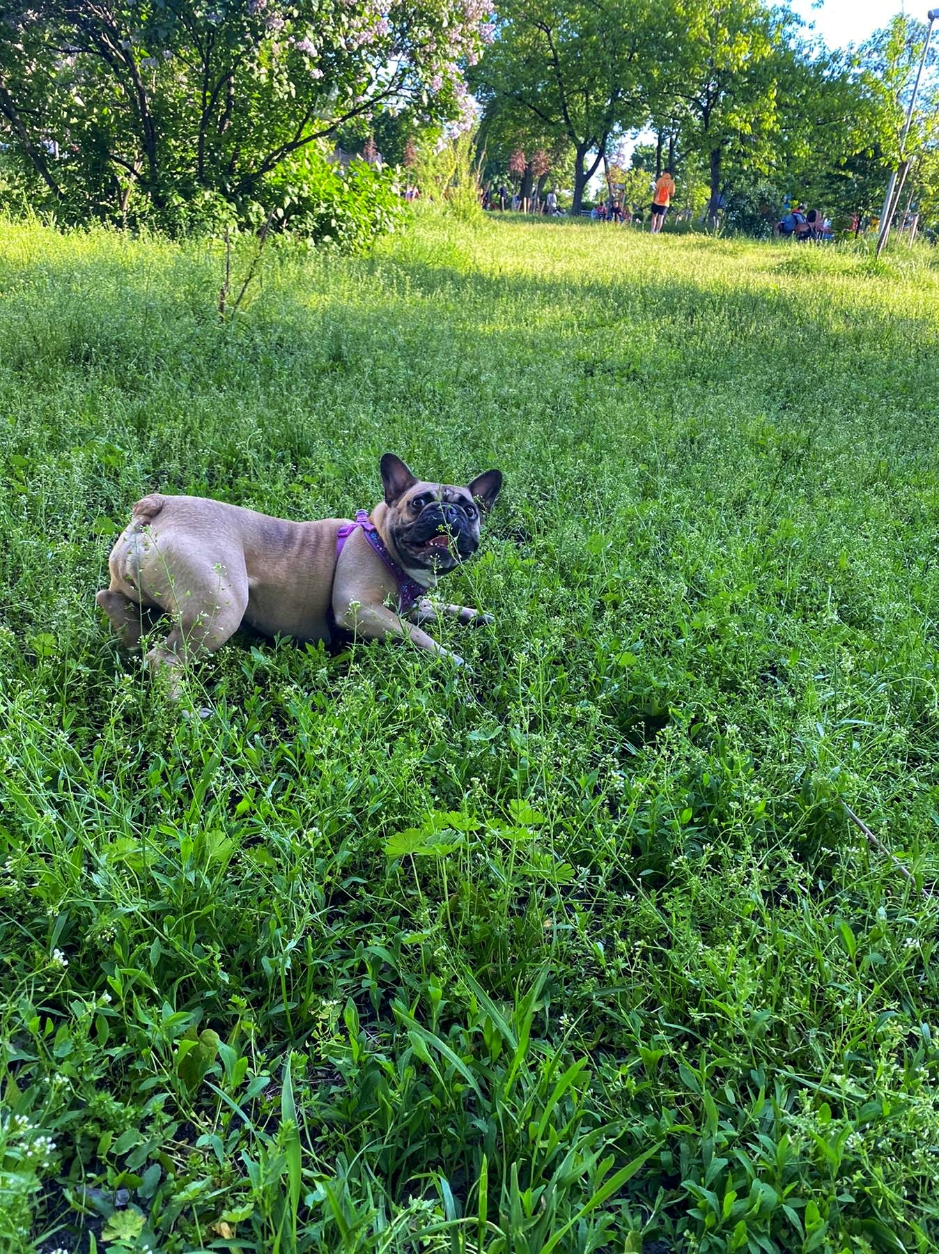 When you come home earlier than usual - My, French Bulldog, Surprise, Longpost, Dog