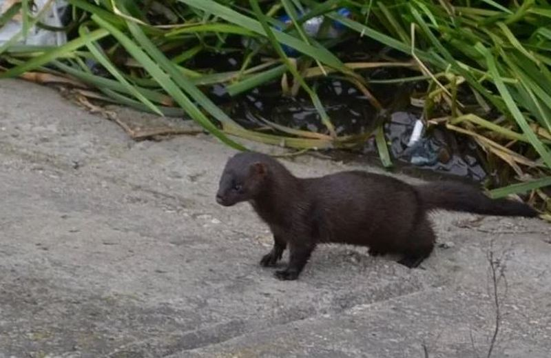 A mink settled in the center of Orichi - Mink, Cunyi, Wild animals, Meeting, Kirov region, Village, Orichi, Incident