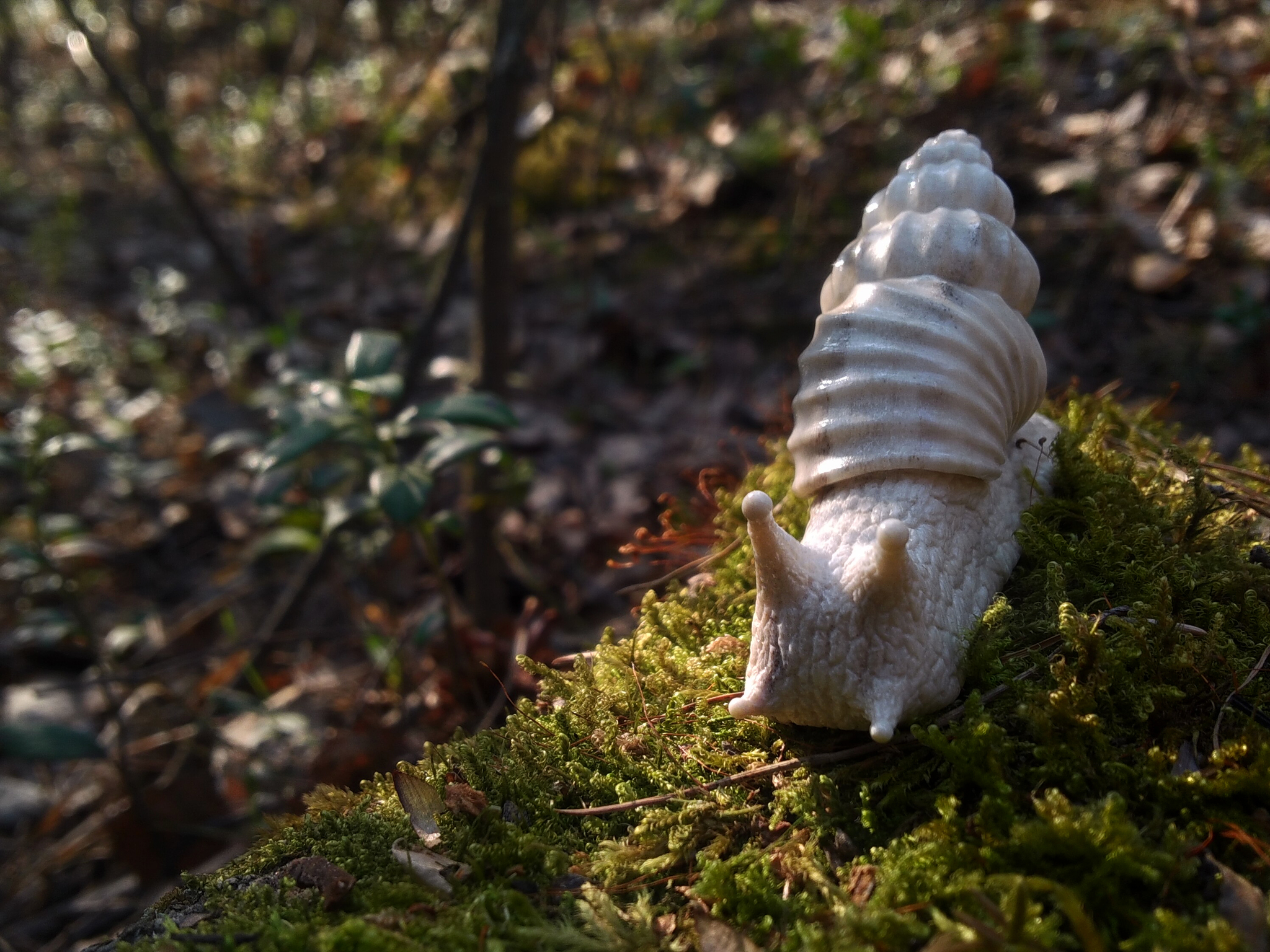 Moose horn snail! - My, With your own hands, Needlework with process, Bone carving, Snail, Achatina, Longpost, Handmade