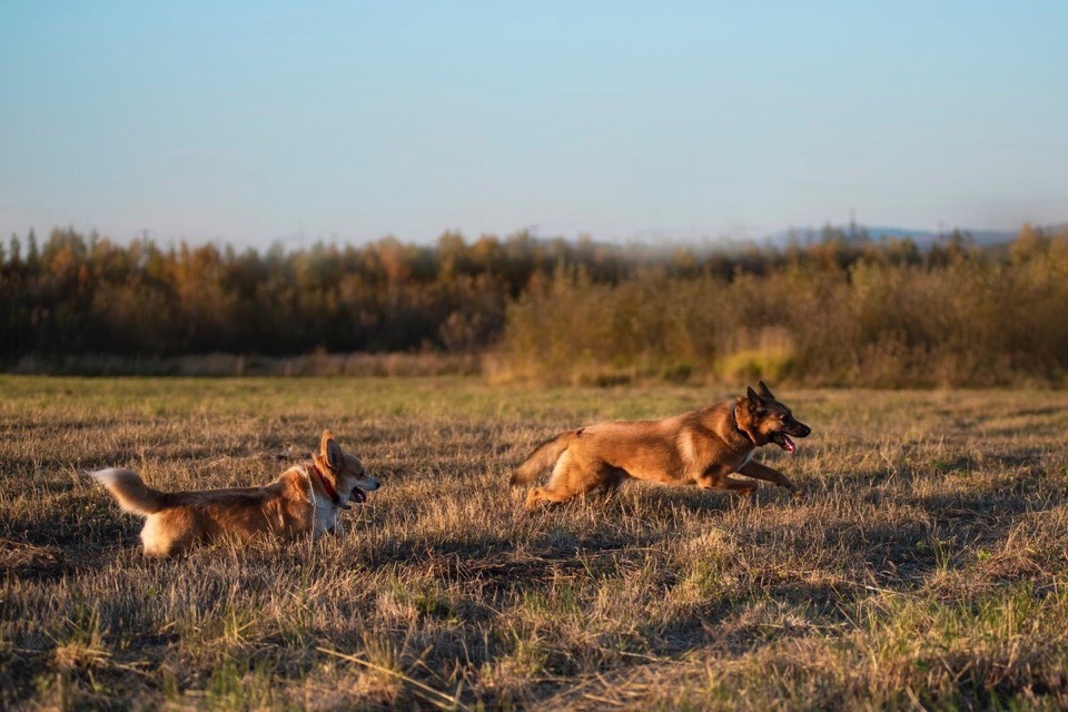 Autumn sunset - My, Dog, Corgi, Autumn, Longpost