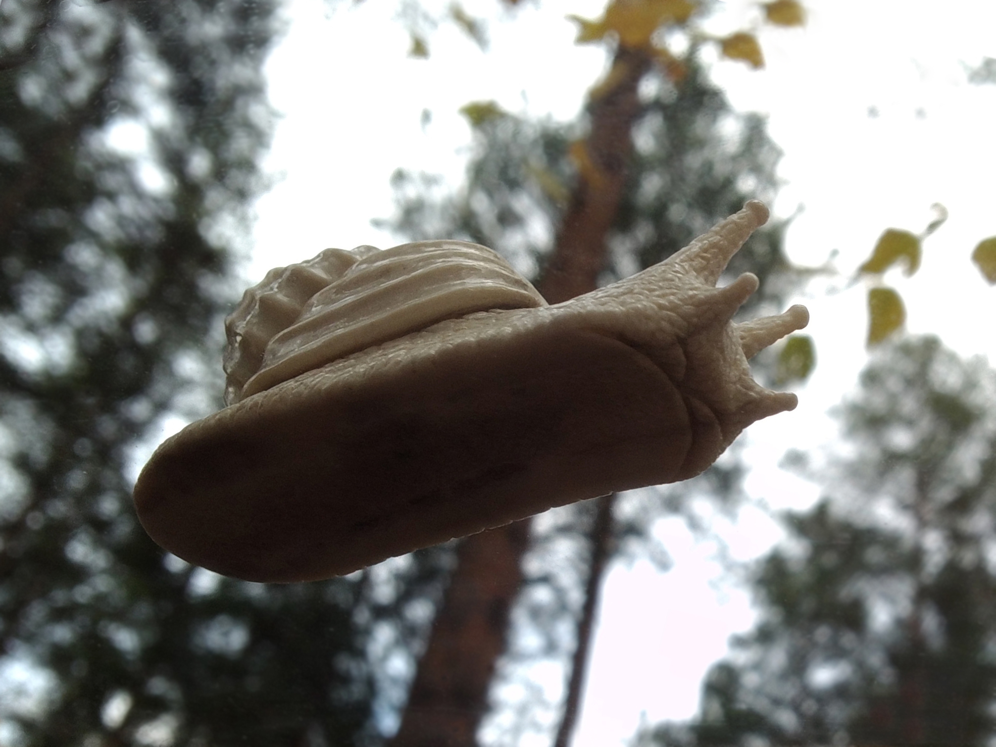 Moose horn snail! - My, With your own hands, Needlework with process, Bone carving, Snail, Achatina, Longpost, Handmade