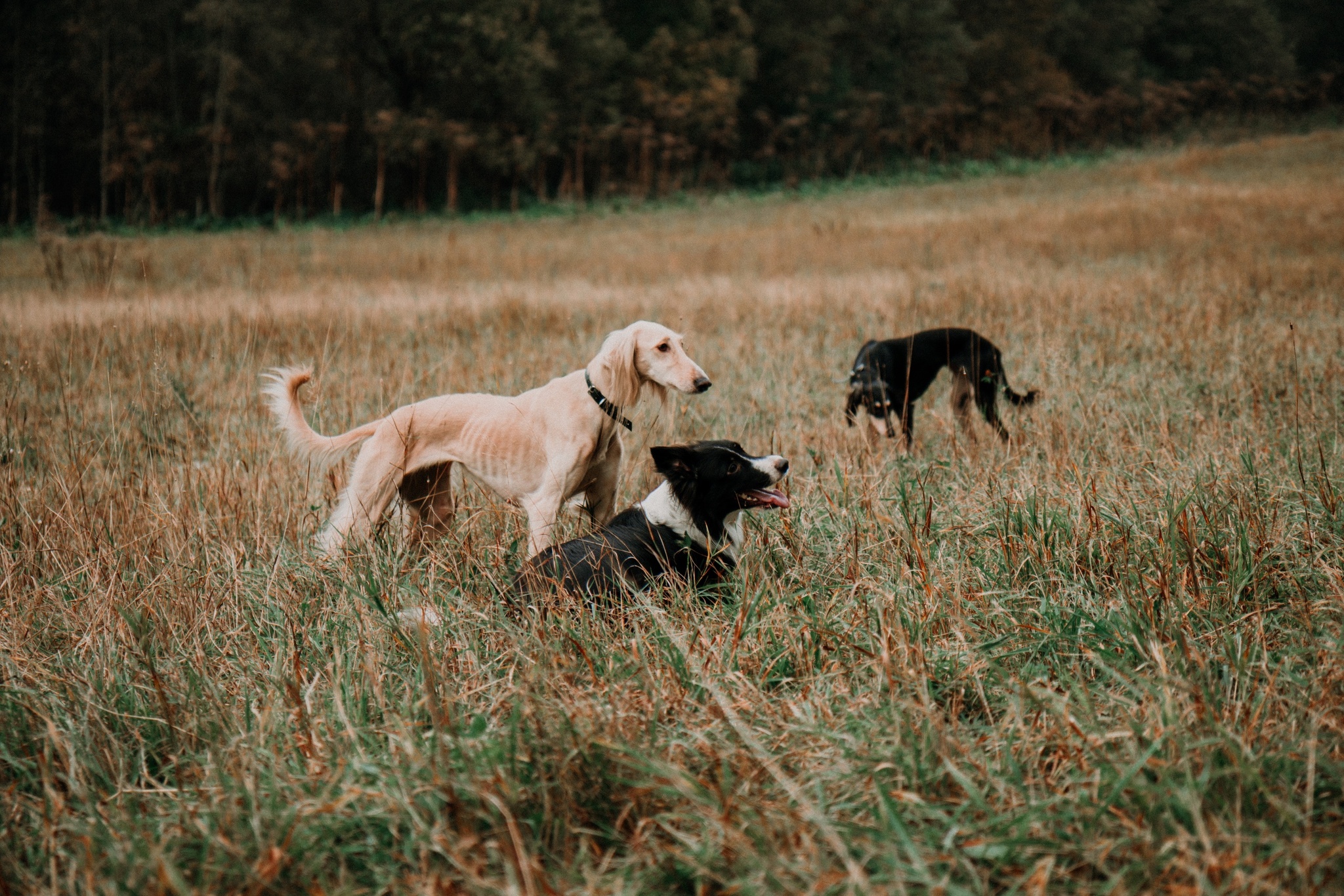 Autumn hunting in the outpost - My, Greyhound, Outpost, Reconstruction, Mozhaisk, Longpost, Dog