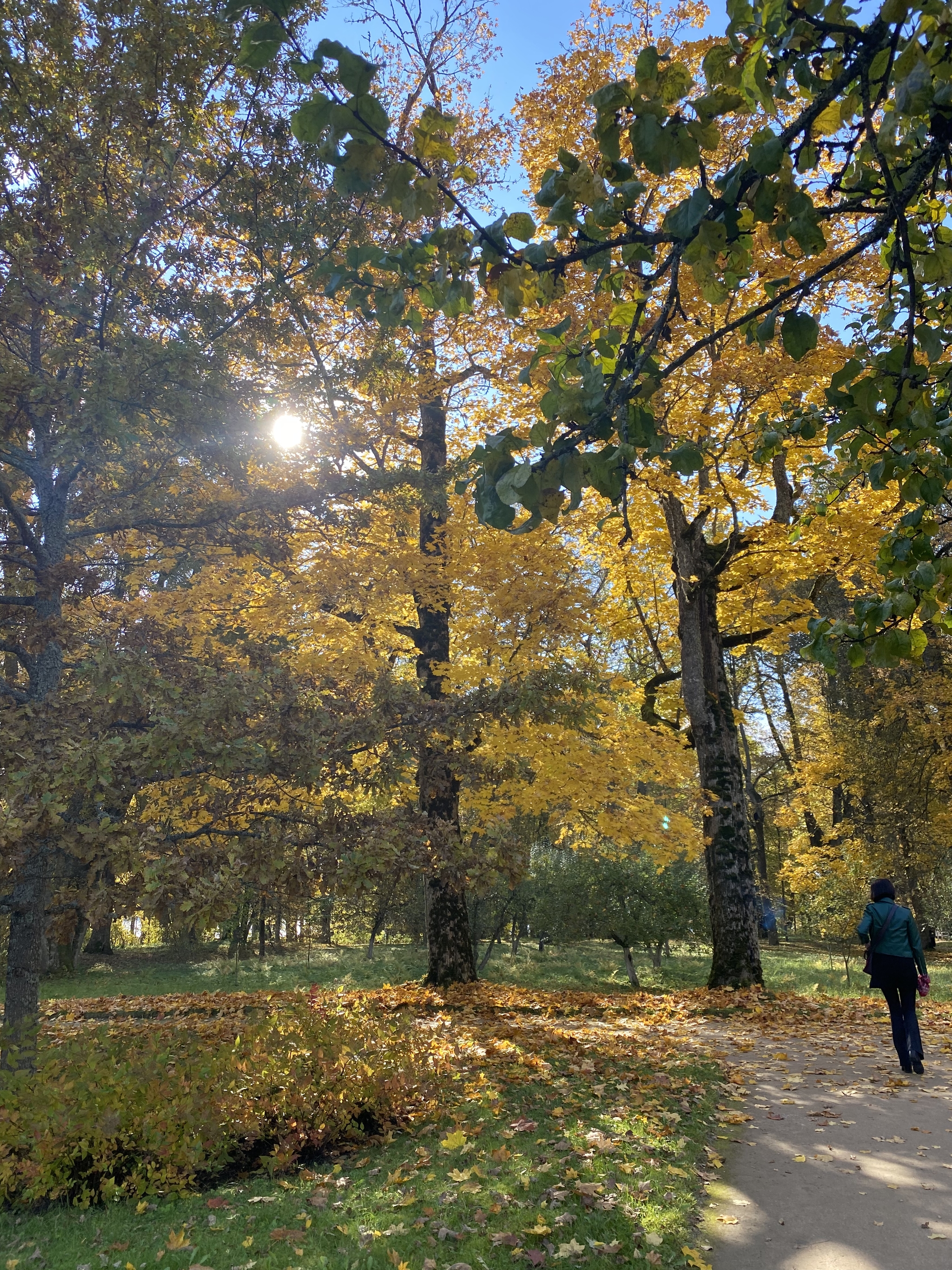 Pushkin autumn - My, Autumn, Nature, The photo, Mobile photography, beauty, Walk, Mikhailovskoye, Pushkin Mountains, Longpost