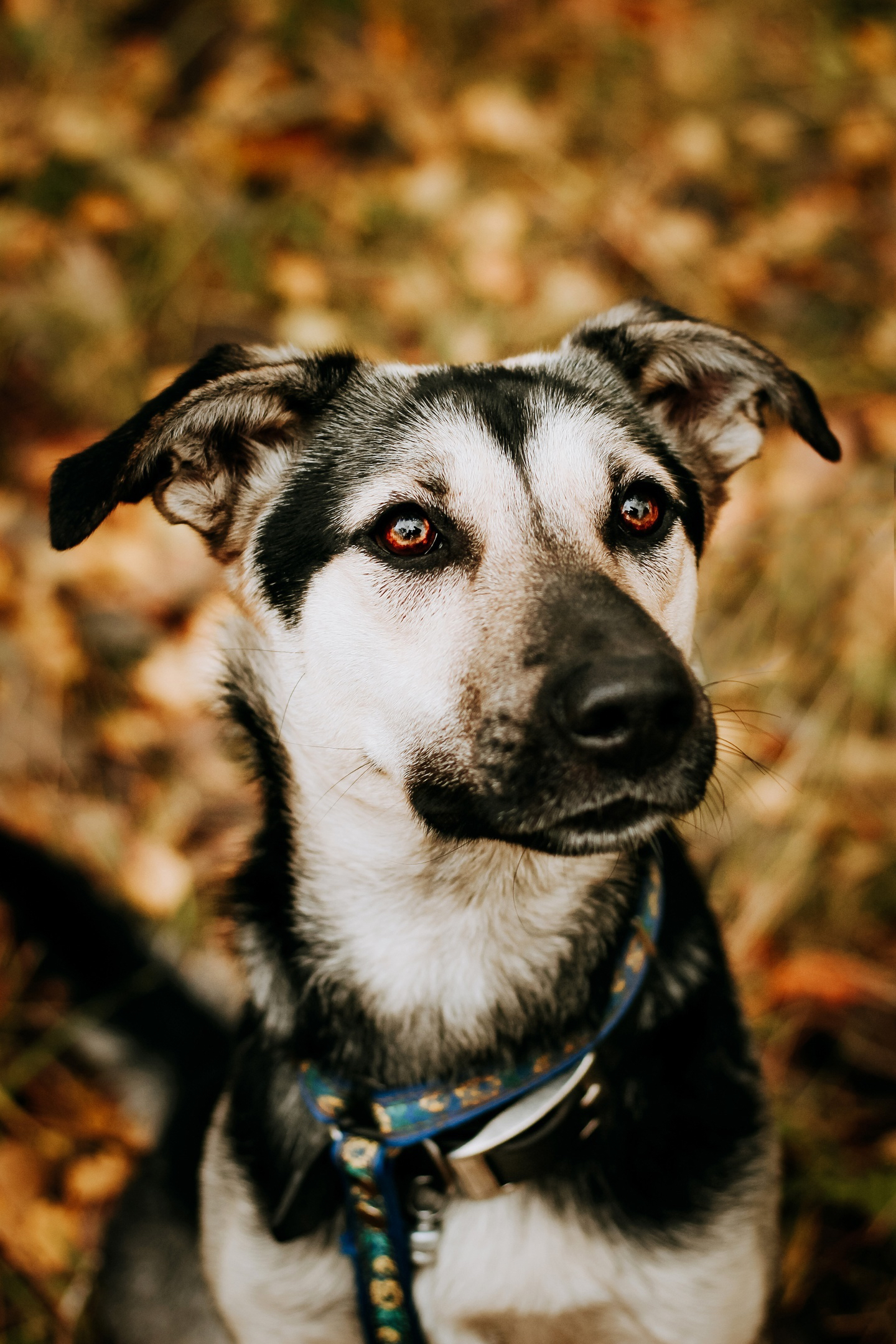 Curious dog looking for a home - My, No rating, Helping animals, In good hands, Saint Petersburg, Shelter Rzhevka, Longpost, Dog