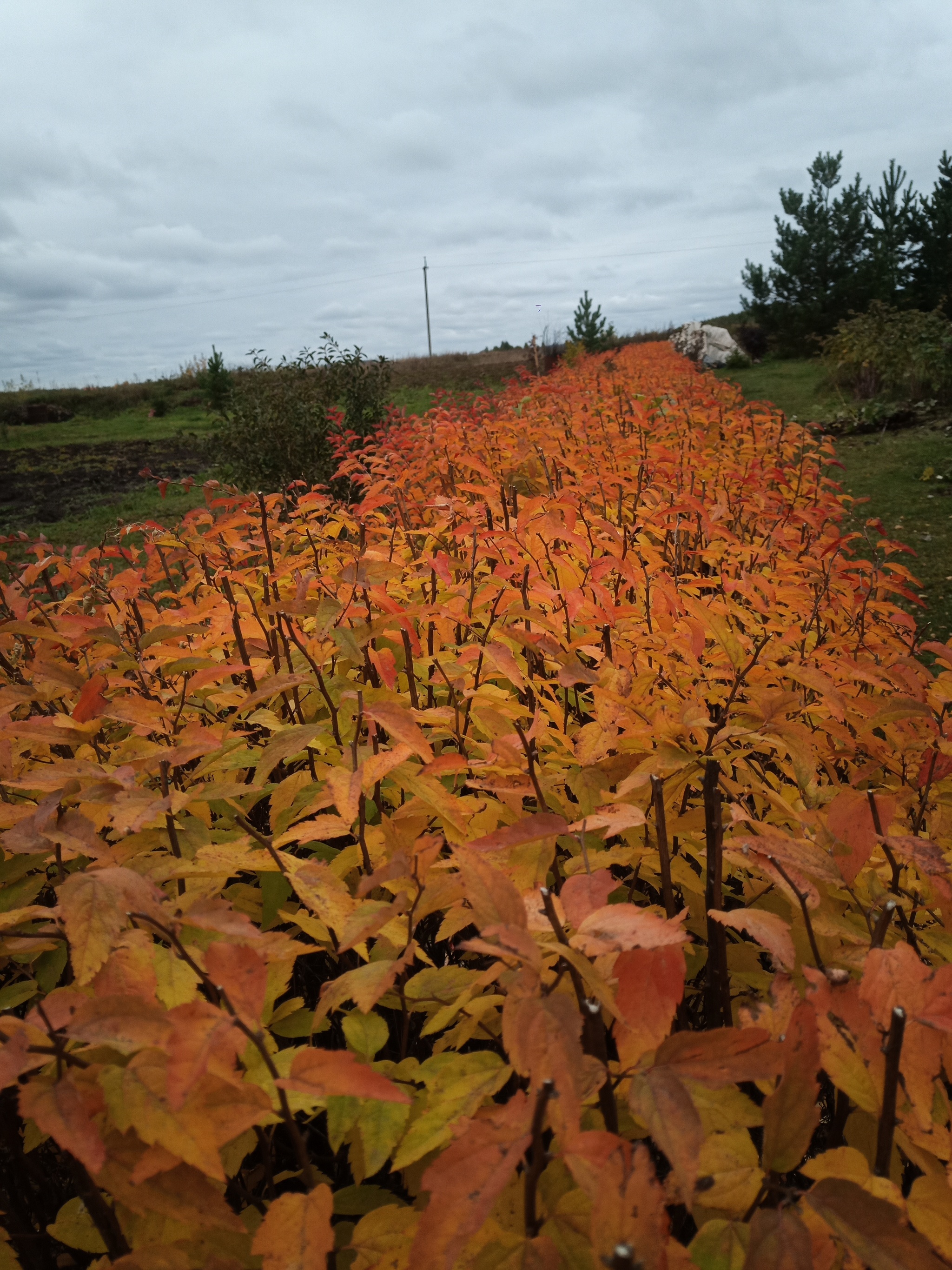 Autumn - My, The photo, Autumn, Ural, Nature, Longpost