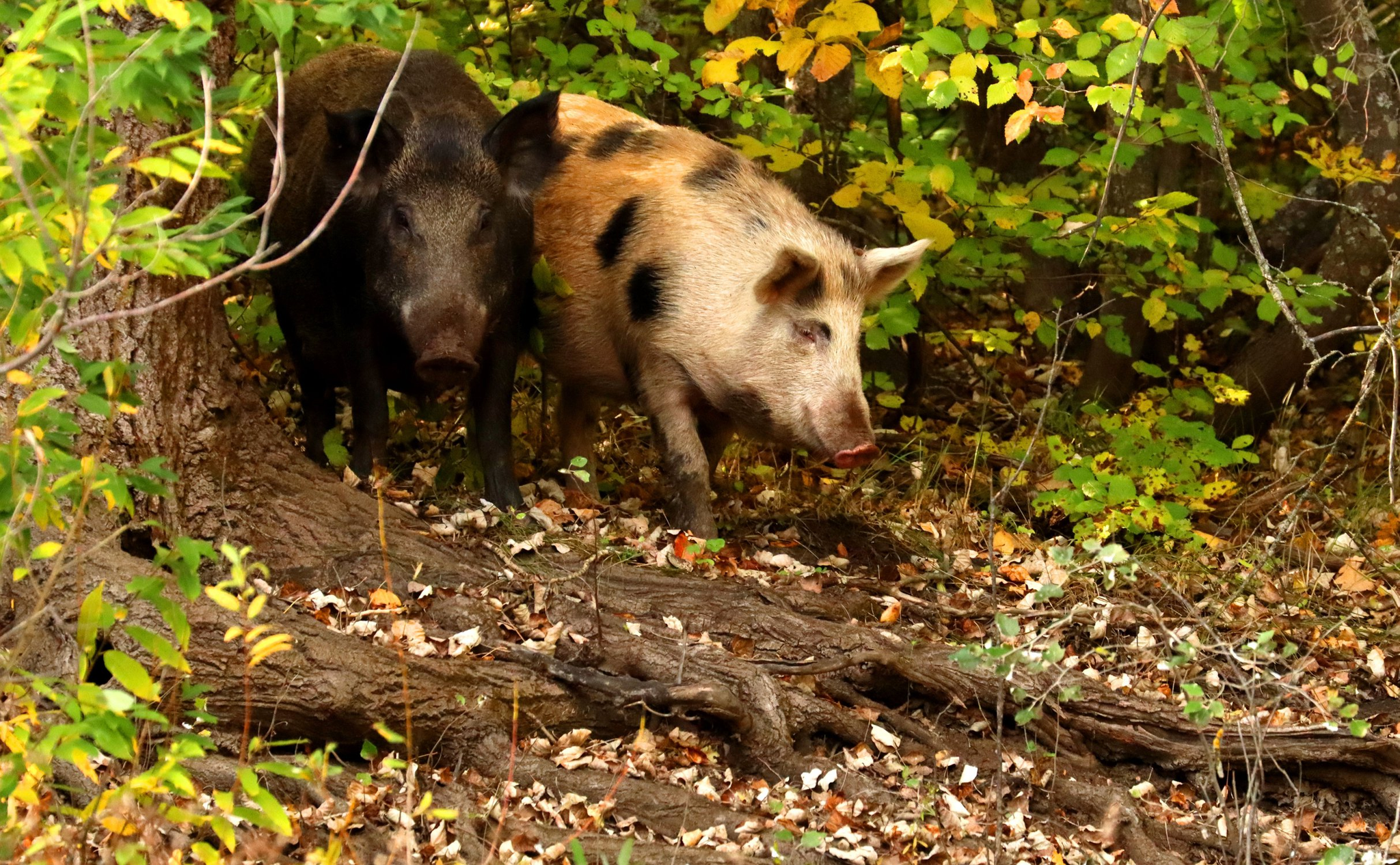 An interesting individual - Boar, Artiodactyls, Wild animals, Voronezh region, The national geographic, The photo, wildlife, Individual, , Unusual, Animals