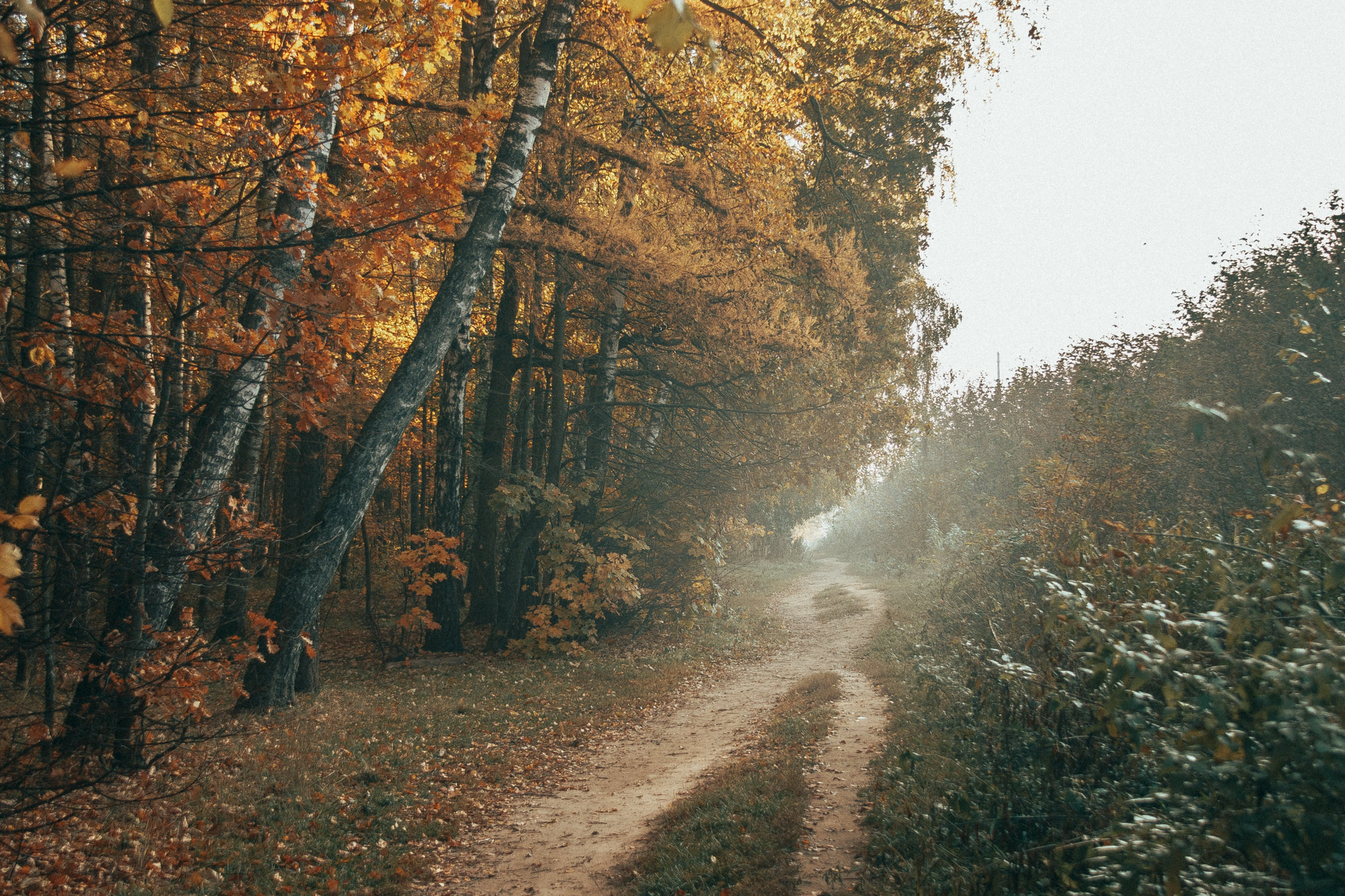 At dawn - My, Forest, Autumn, dawn, October, The photo, Longpost