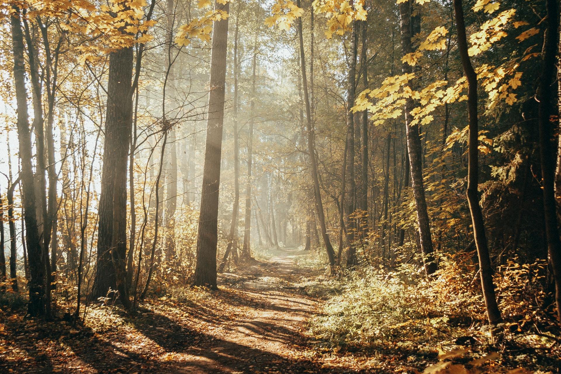 At dawn - My, Forest, Autumn, dawn, October, The photo, Longpost