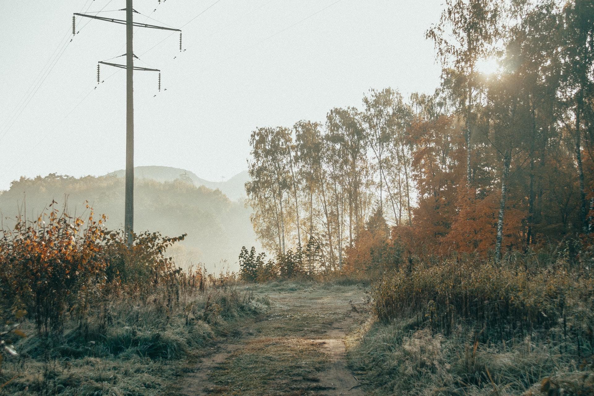 At dawn - My, Forest, Autumn, dawn, October, The photo, Longpost