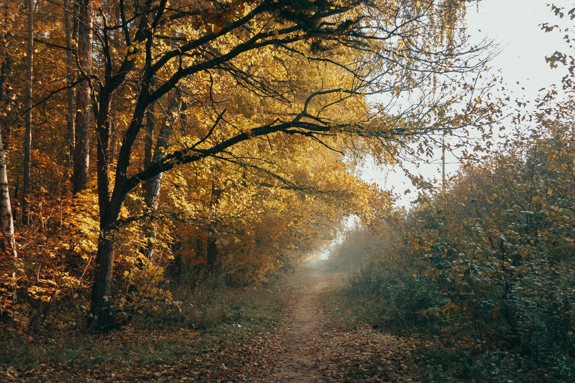 At dawn - My, Forest, Autumn, dawn, October, The photo, Longpost