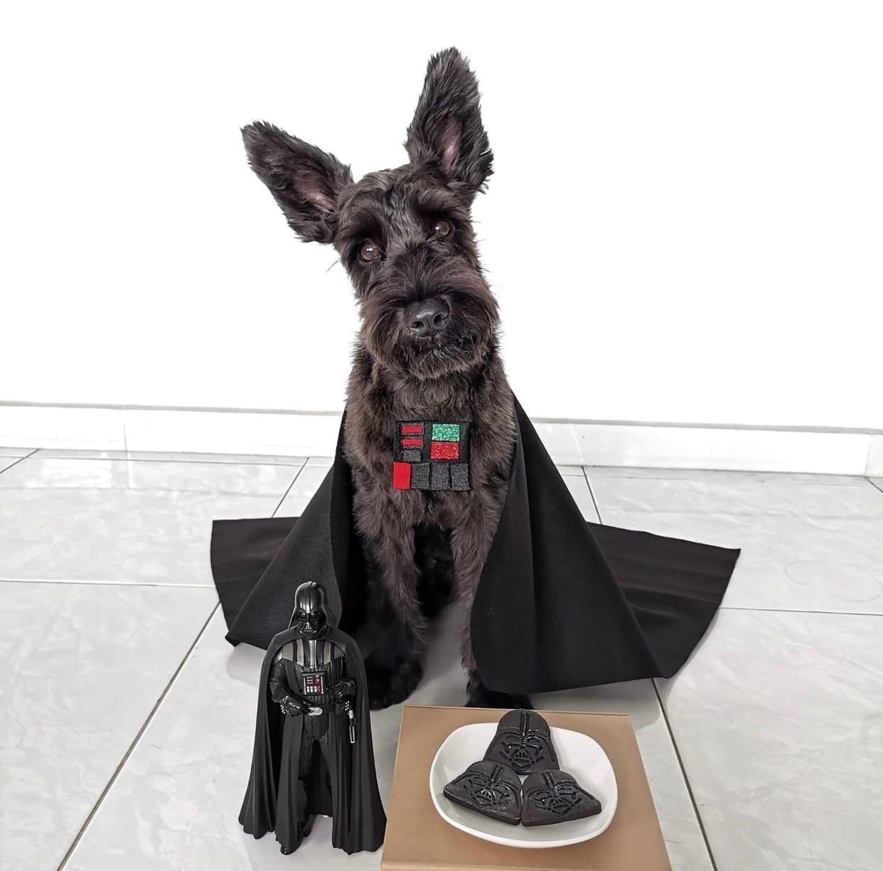 When I chose The Dark Side and cookies... - Dog, Cookies, Star Wars, Darth vader, Dark side, Choice, The photo