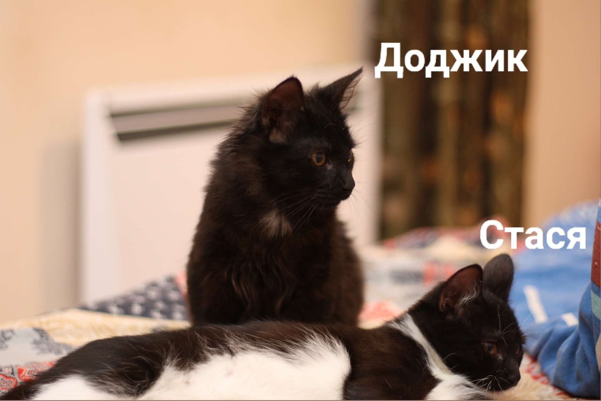 SPb. - My, cat, Kittens, Saint Petersburg, In good hands, Good league, Helping animals, Video, Longpost, No rating