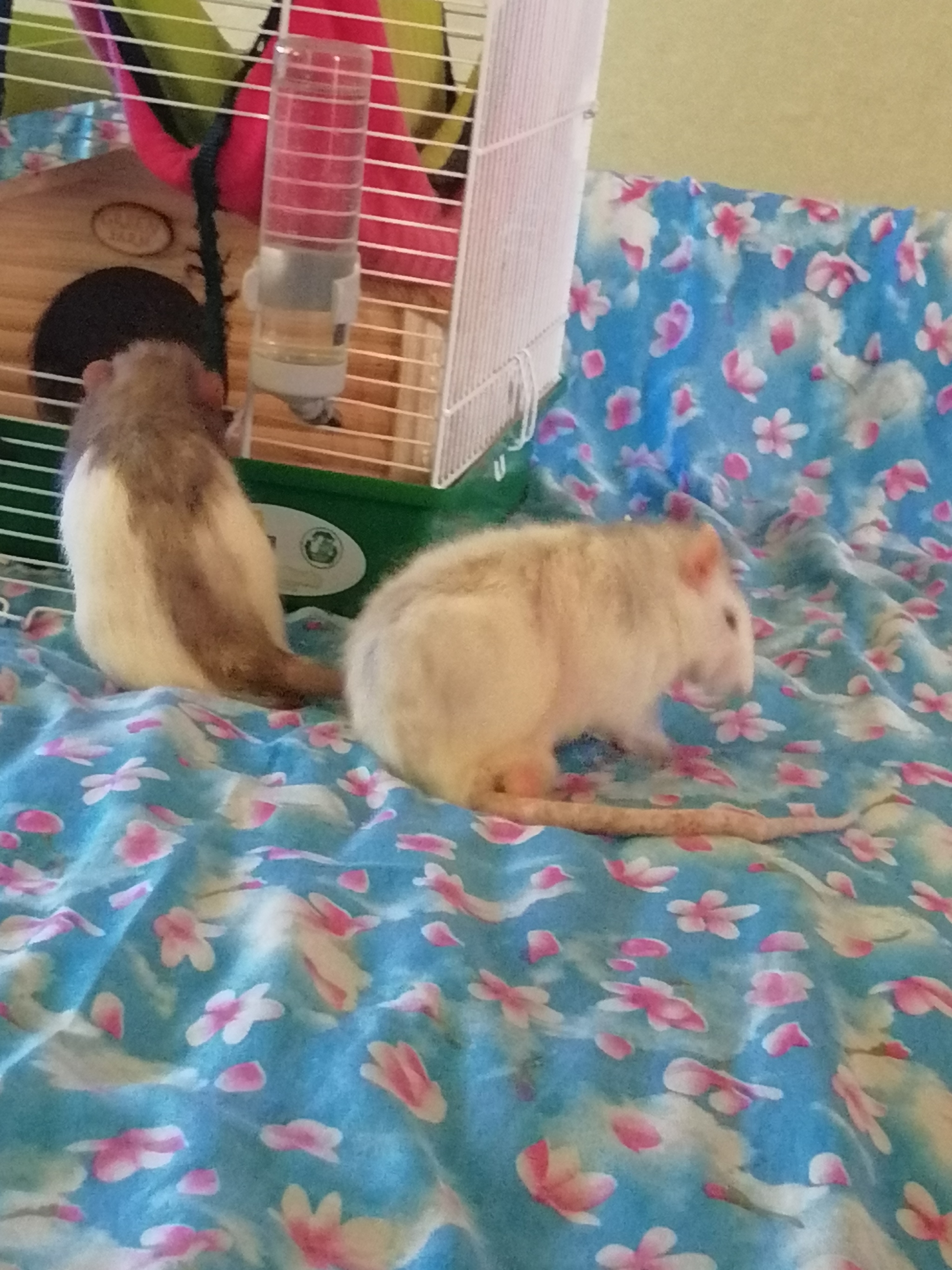 My yummies) - My, Rat Chronicles, Rat, Animals, Longpost