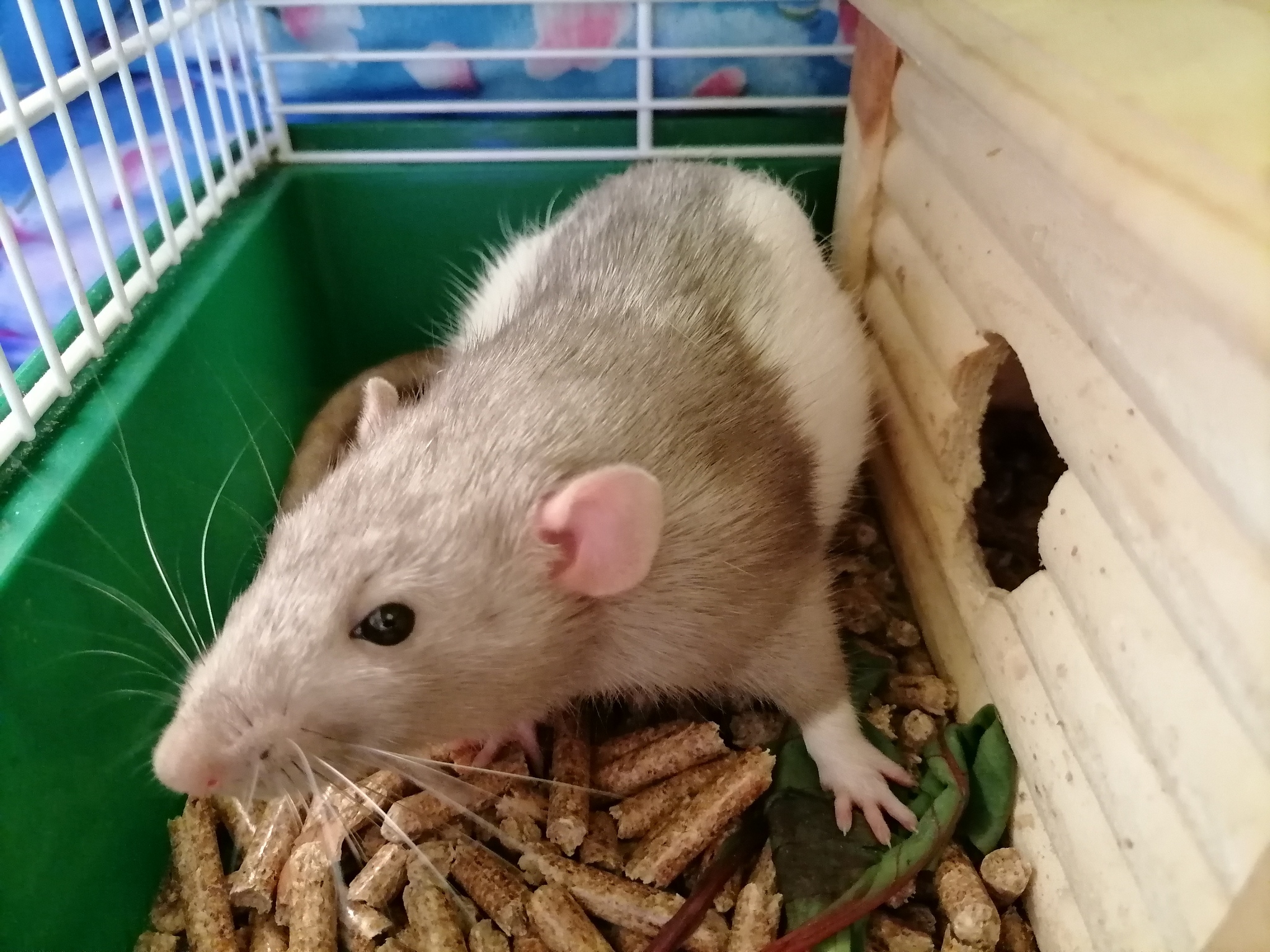 My yummies) - My, Rat Chronicles, Rat, Animals, Longpost