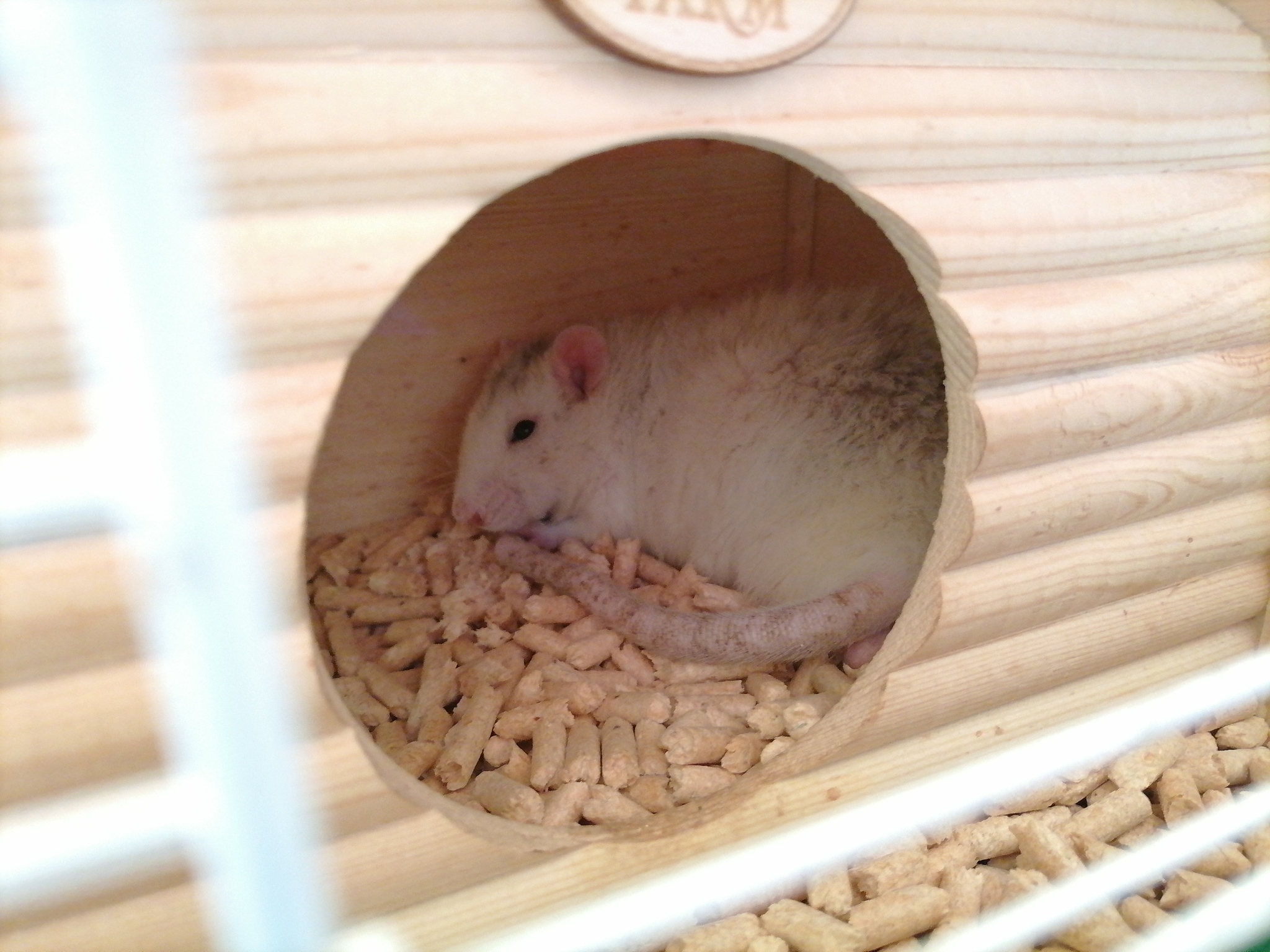 My yummies) - My, Rat Chronicles, Rat, Animals, Longpost