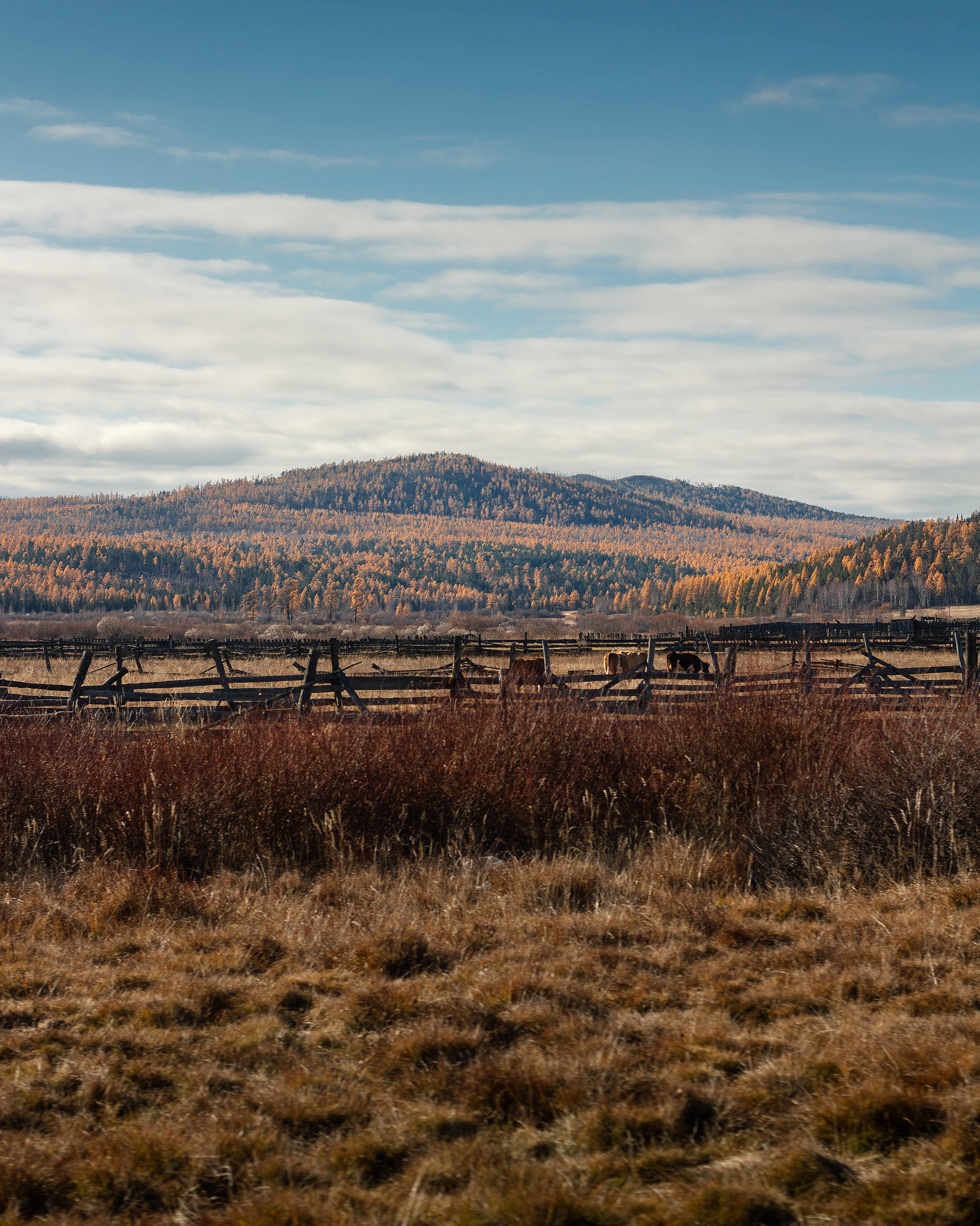 Autumn Baikal - My, Baikal, Olkhon, Buguldeyka, Shaman Rock, Irkutsk region, wildlife, The nature of Russia, Landscape, , The photo, Photographer, Nature, Lake, Autumn, Longpost