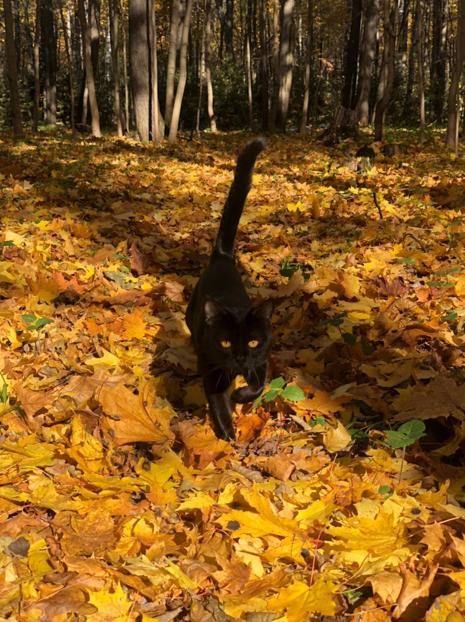 Autumn walks - My, cat, Forest, The park, Autumn, Video, Longpost