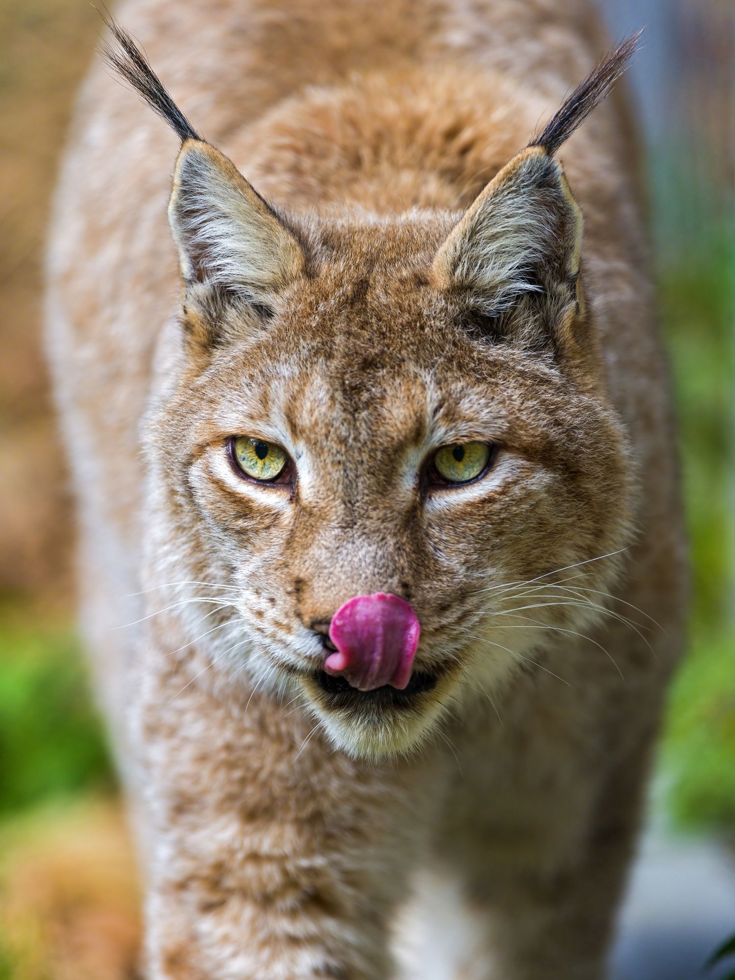 lynx female - Lynx, Small cats, Cat family, Predatory animals, Wild animals, Zoo, The photo, Longpost