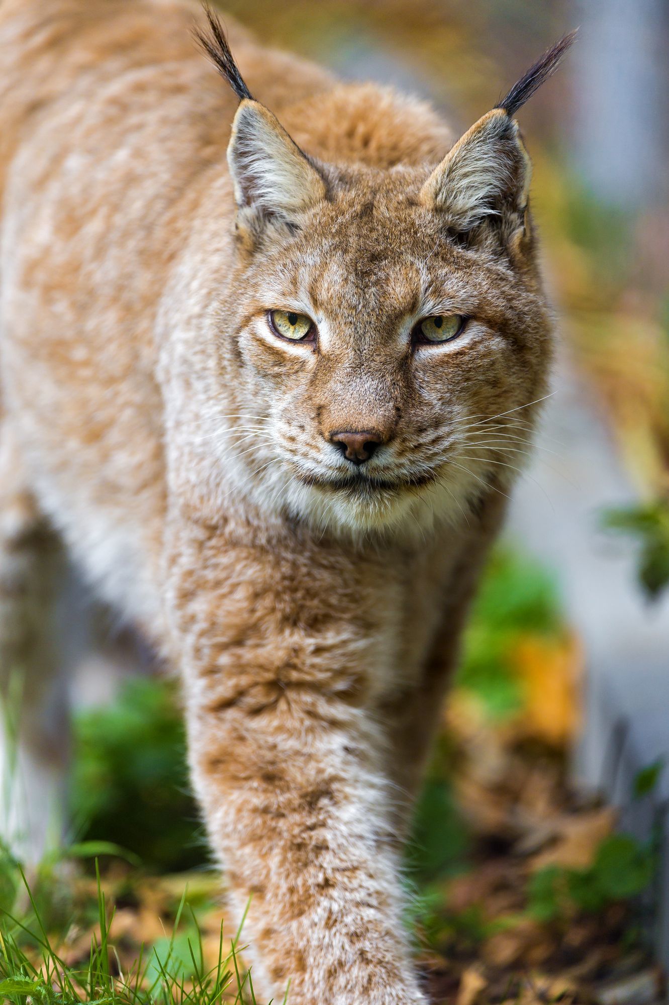 lynx female - Lynx, Small cats, Cat family, Predatory animals, Wild animals, Zoo, The photo, Longpost