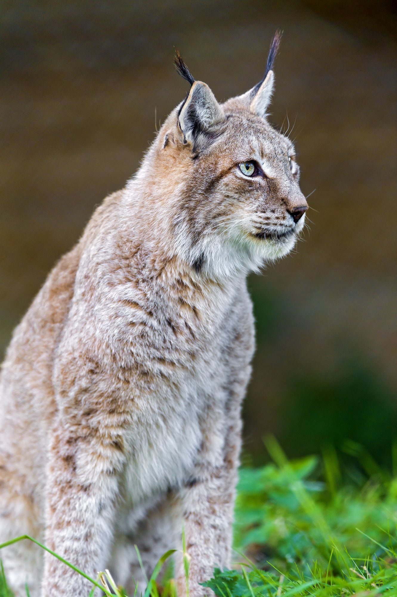 lynx female - Lynx, Small cats, Cat family, Predatory animals, Wild animals, Zoo, The photo, Longpost