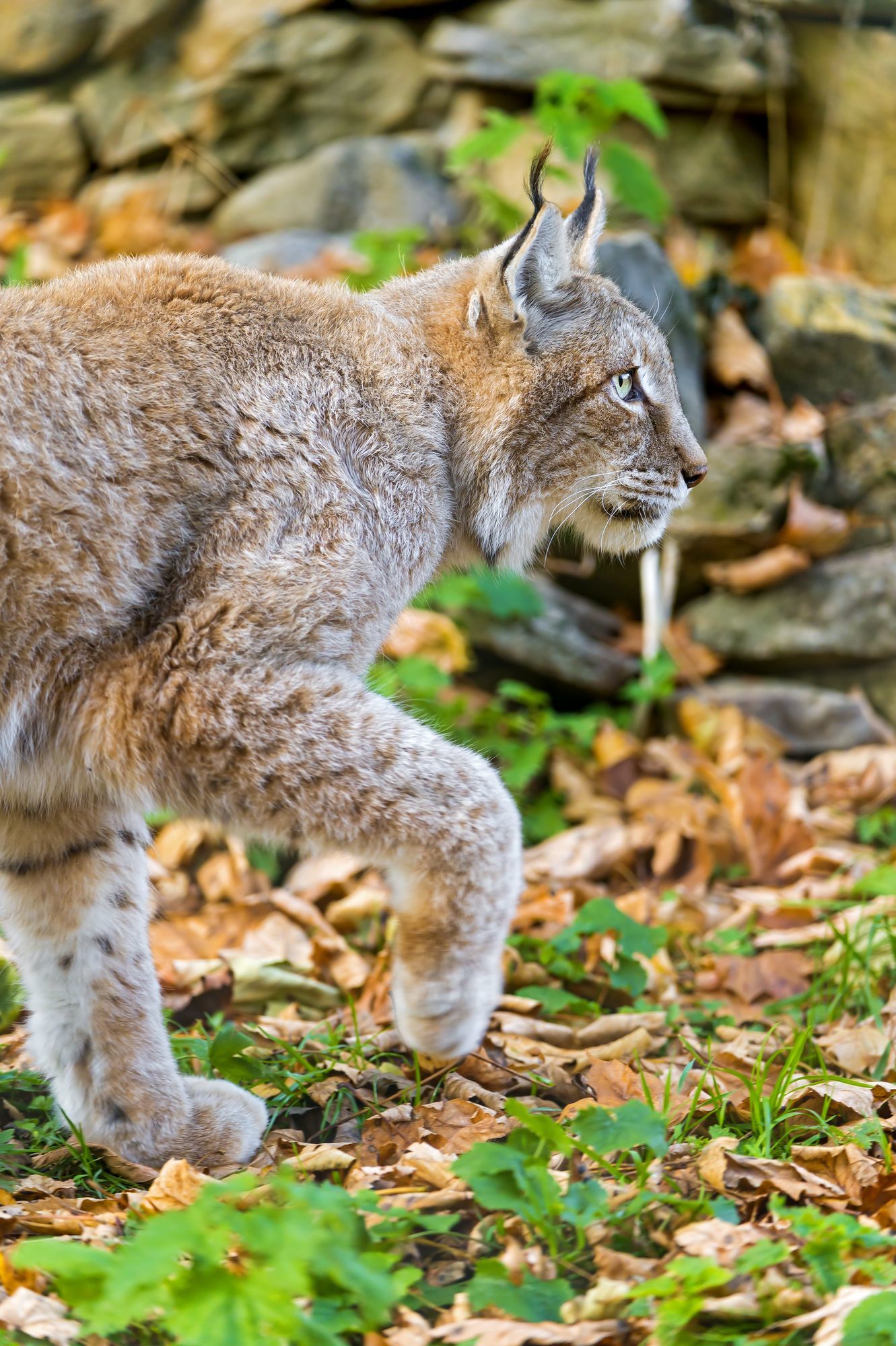 lynx female - Lynx, Small cats, Cat family, Predatory animals, Wild animals, Zoo, The photo, Longpost