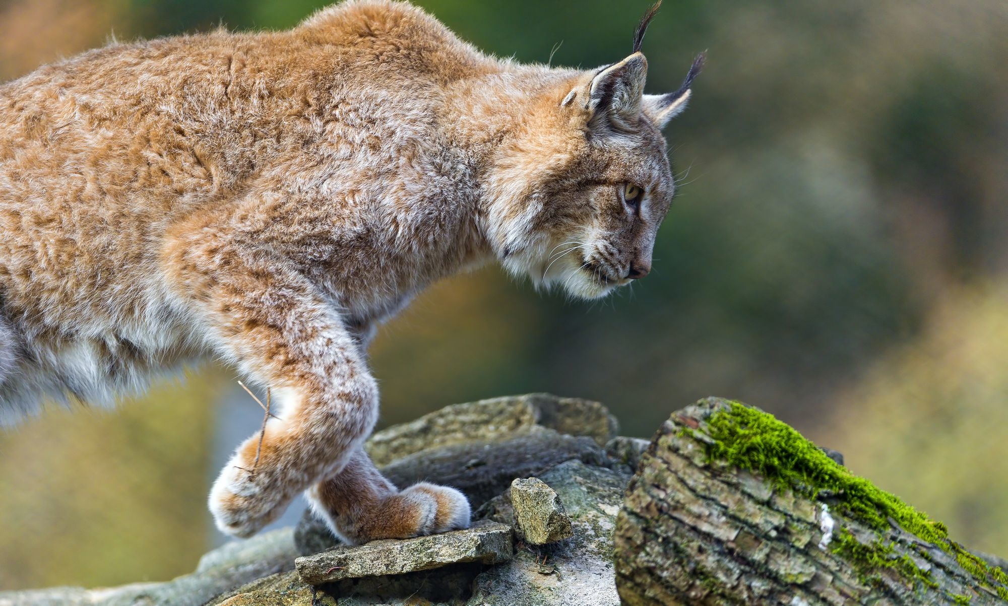 lynx female - Lynx, Small cats, Cat family, Predatory animals, Wild animals, Zoo, The photo, Longpost