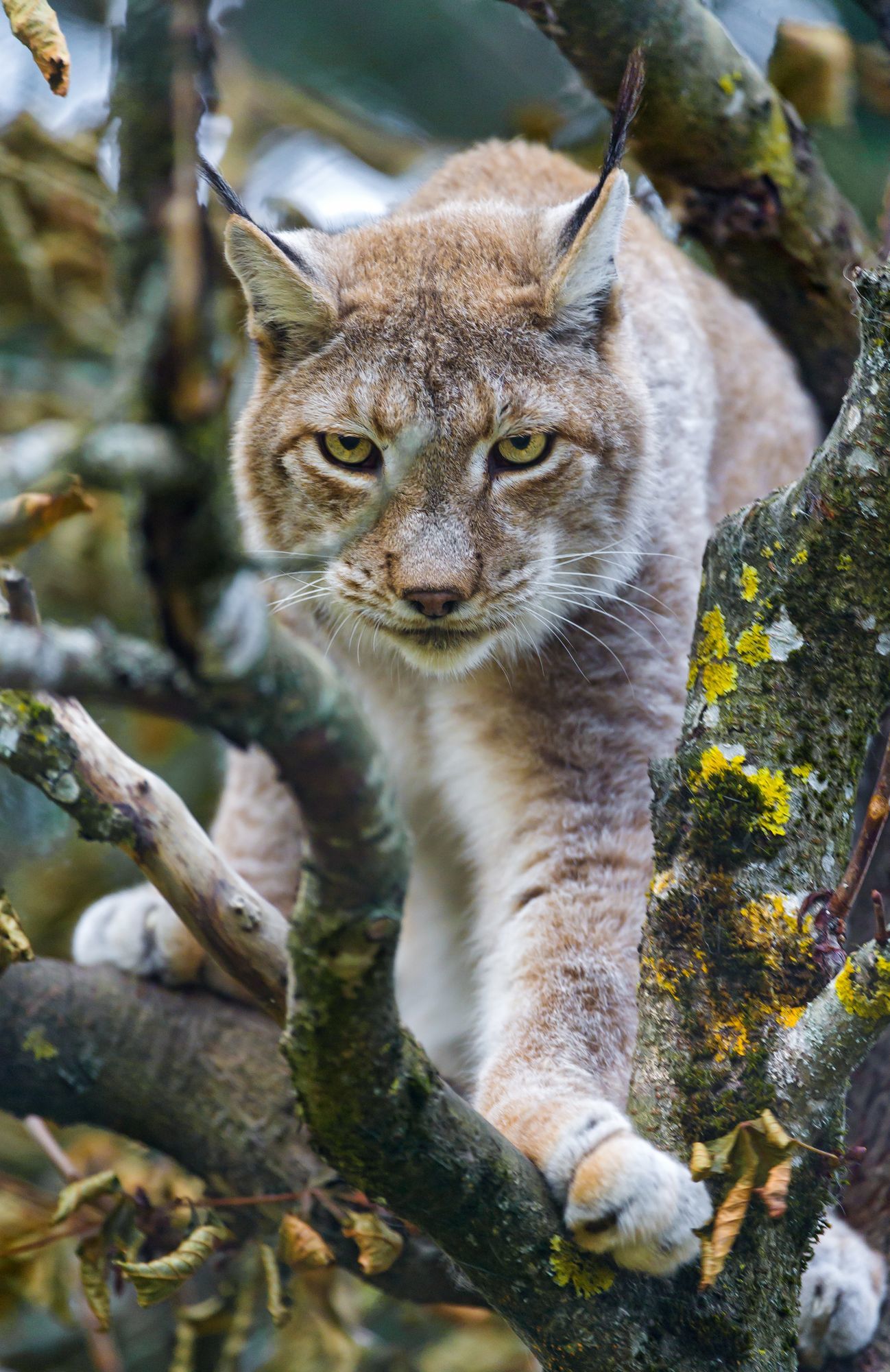 lynx female - Lynx, Small cats, Cat family, Predatory animals, Wild animals, Zoo, The photo, Longpost