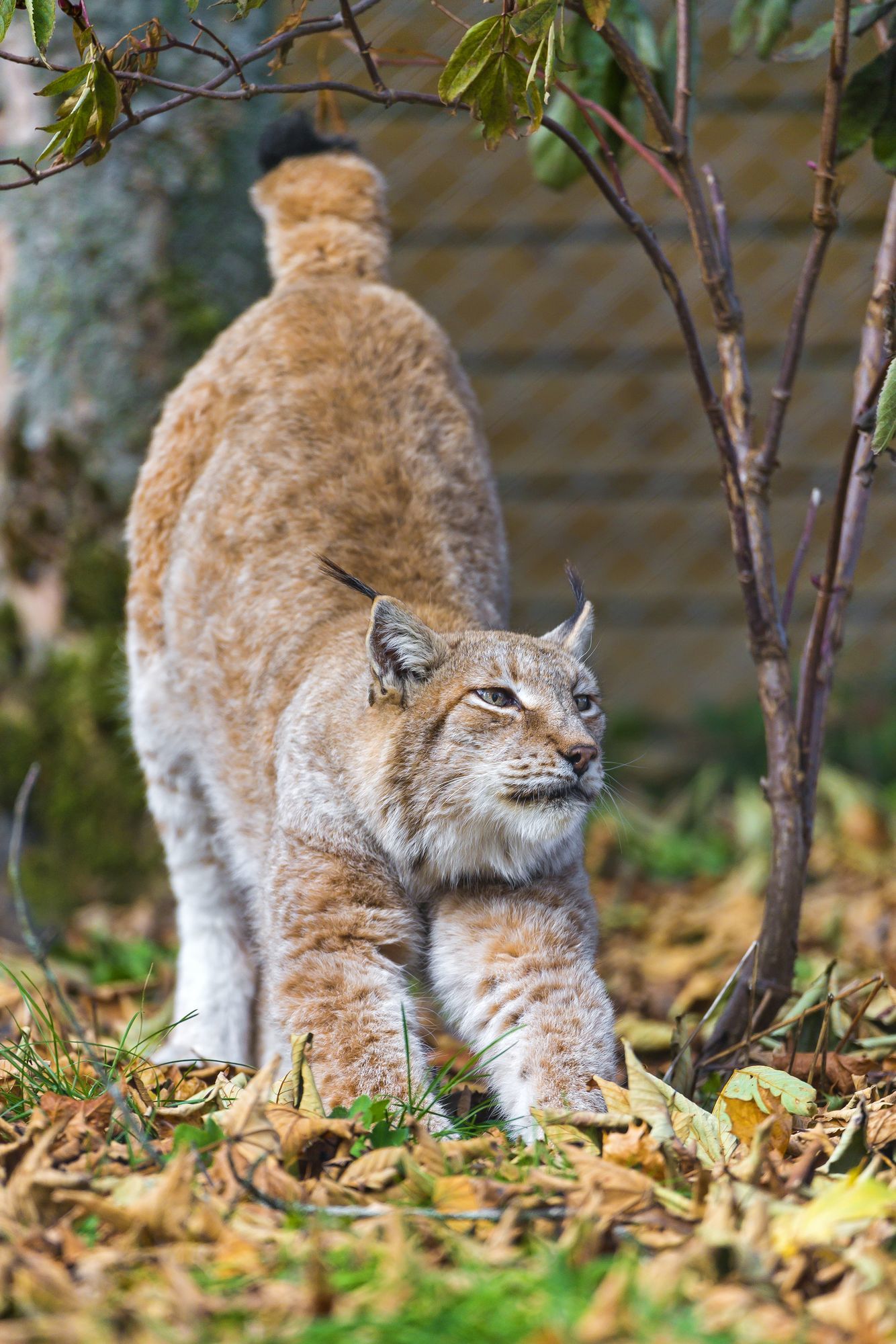 lynx female - Lynx, Small cats, Cat family, Predatory animals, Wild animals, Zoo, The photo, Longpost