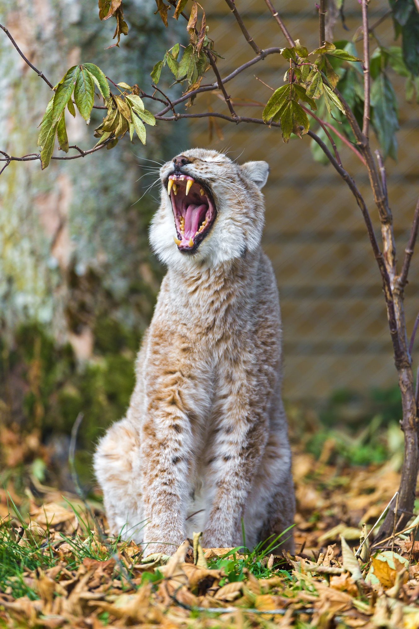 lynx female - Lynx, Small cats, Cat family, Predatory animals, Wild animals, Zoo, The photo, Longpost