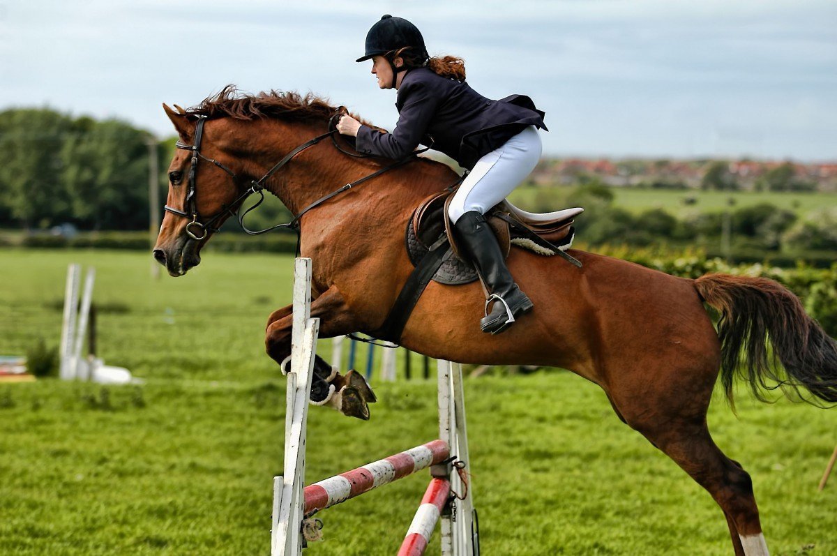 What are the types of equestrian sports - Horseback Riding, Sport, Interesting, Longpost