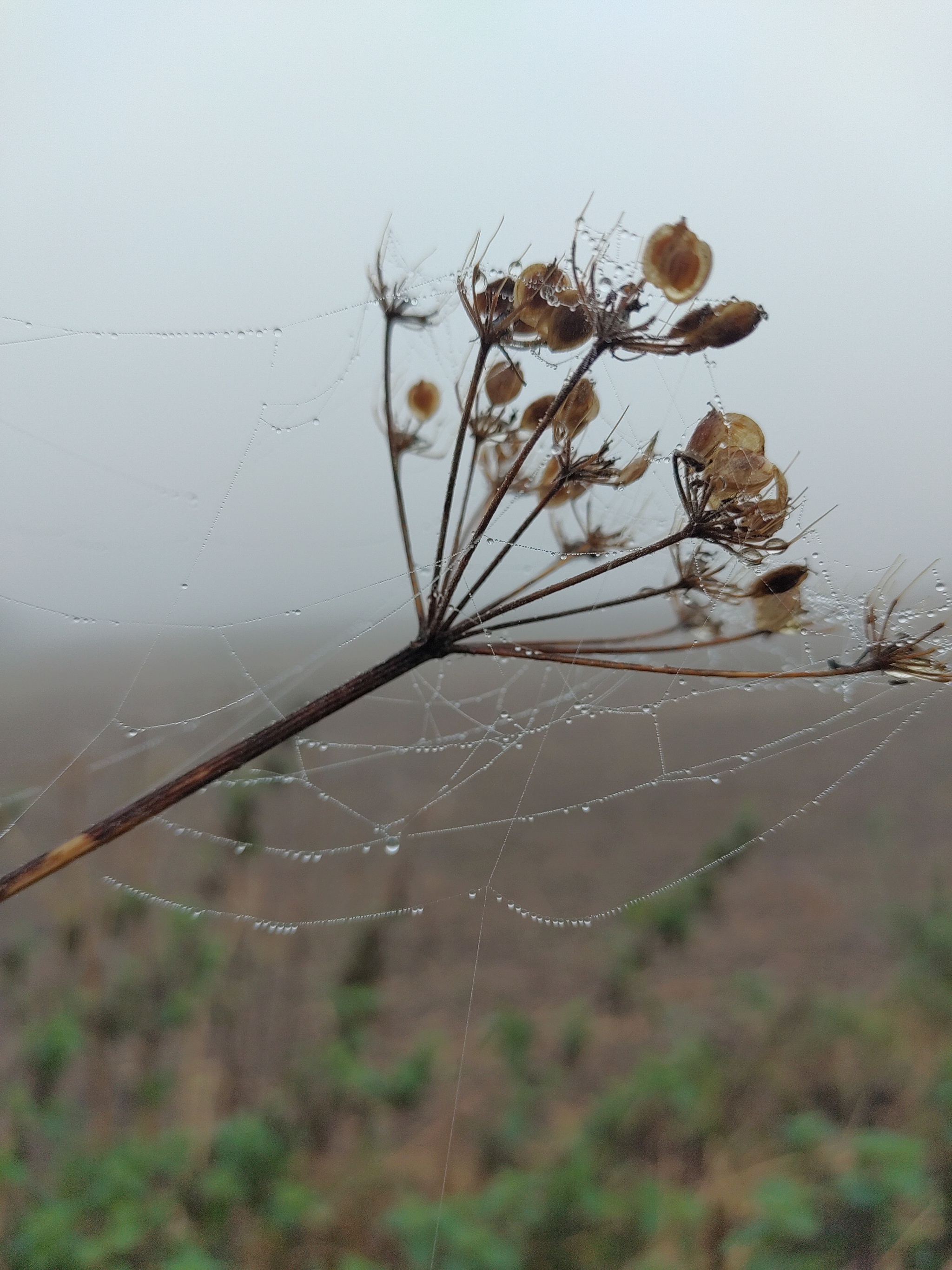 Fog, cobweb and hogweed - My, Hogweed, Fog, Nature, The photo, Web