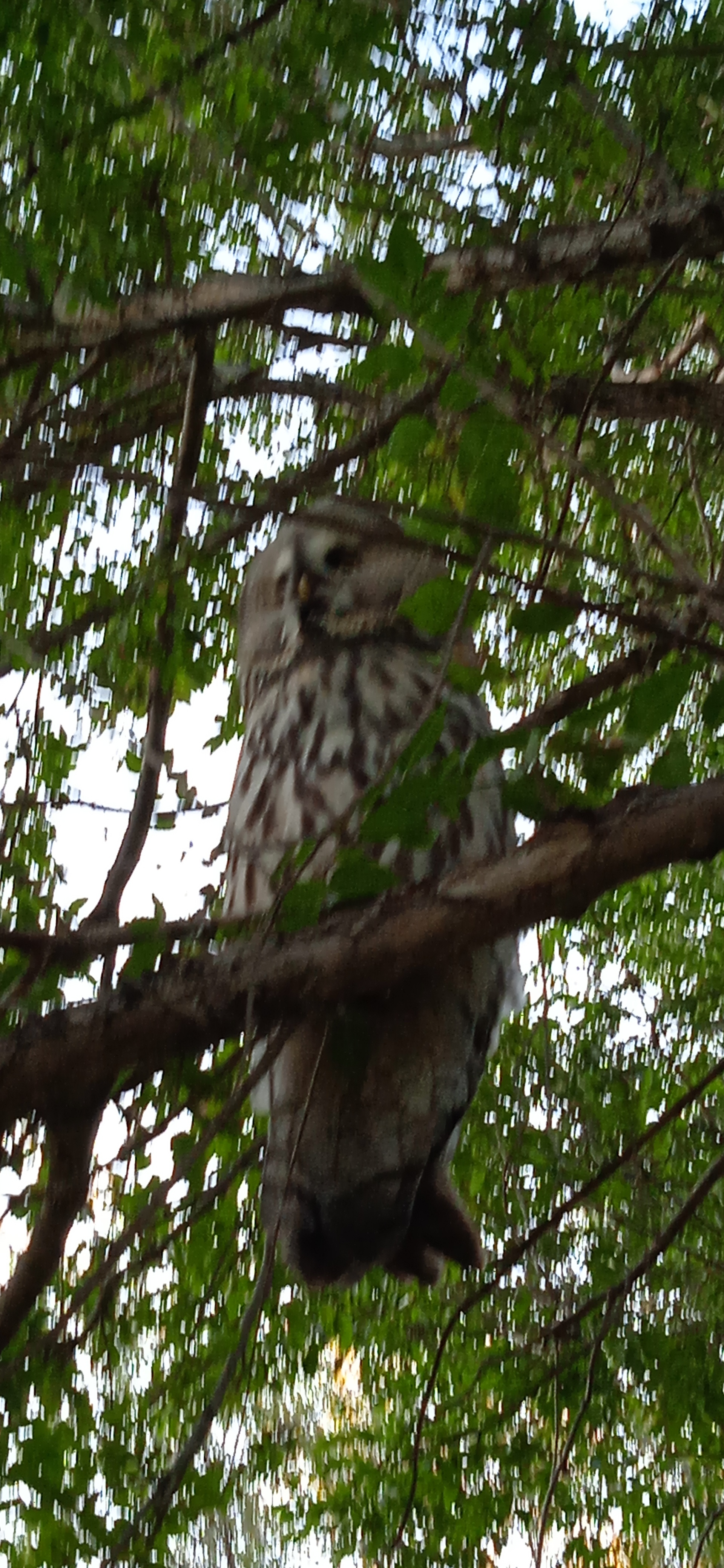 Miracle in the city park - My, Owl, The park, Barnaul, Longpost