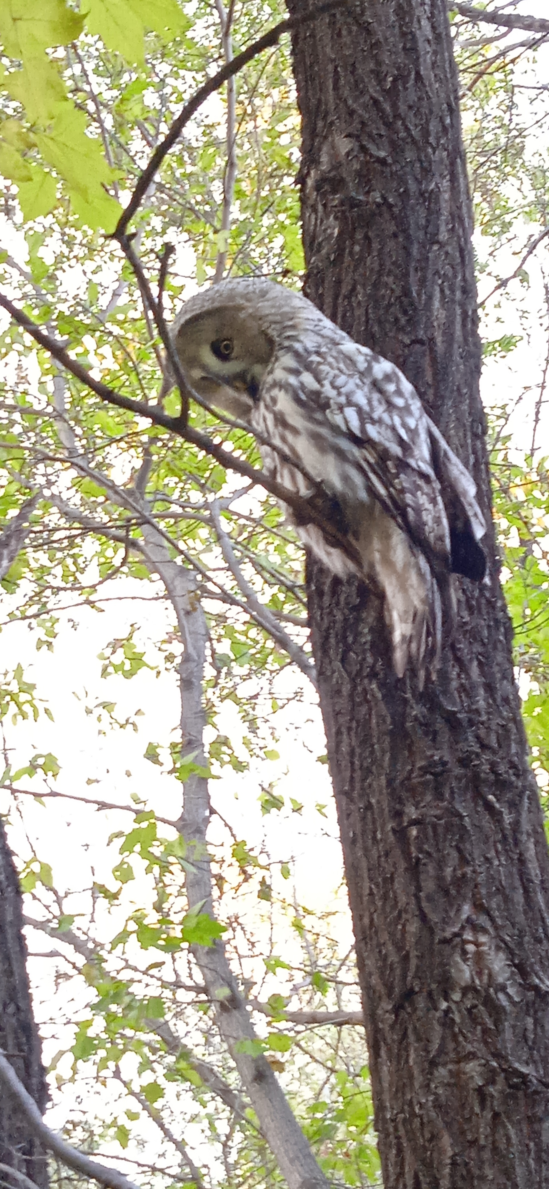 Miracle in the city park - My, Owl, The park, Barnaul, Longpost