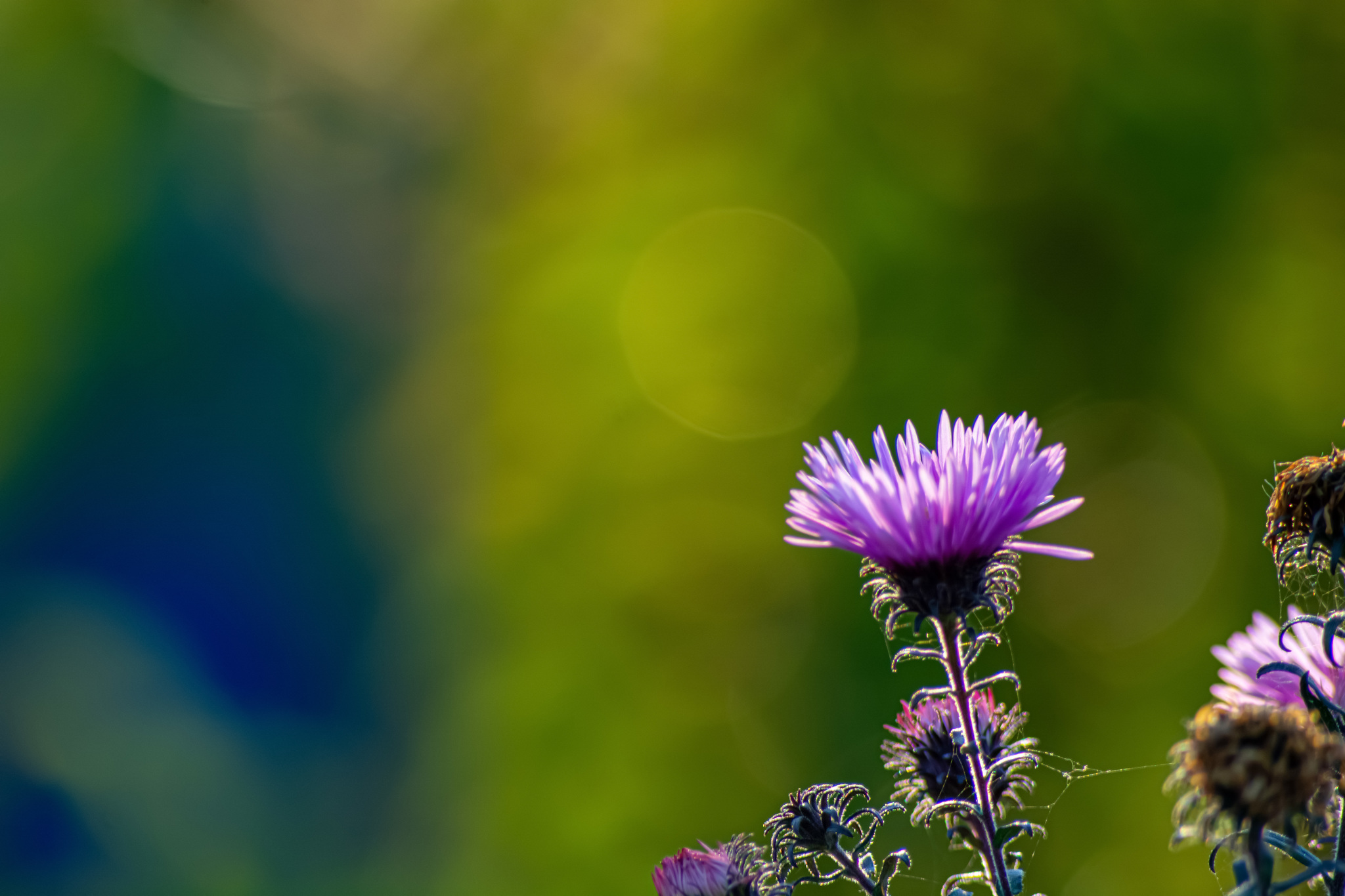 nature macro - My, Nikon, Nature, Macro photography, The photo