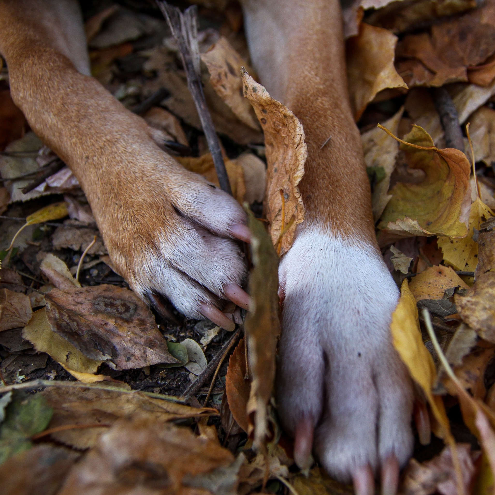 Autumn photo session - My, Dog, Children, The photo, Autumn, Puppies, Longpost